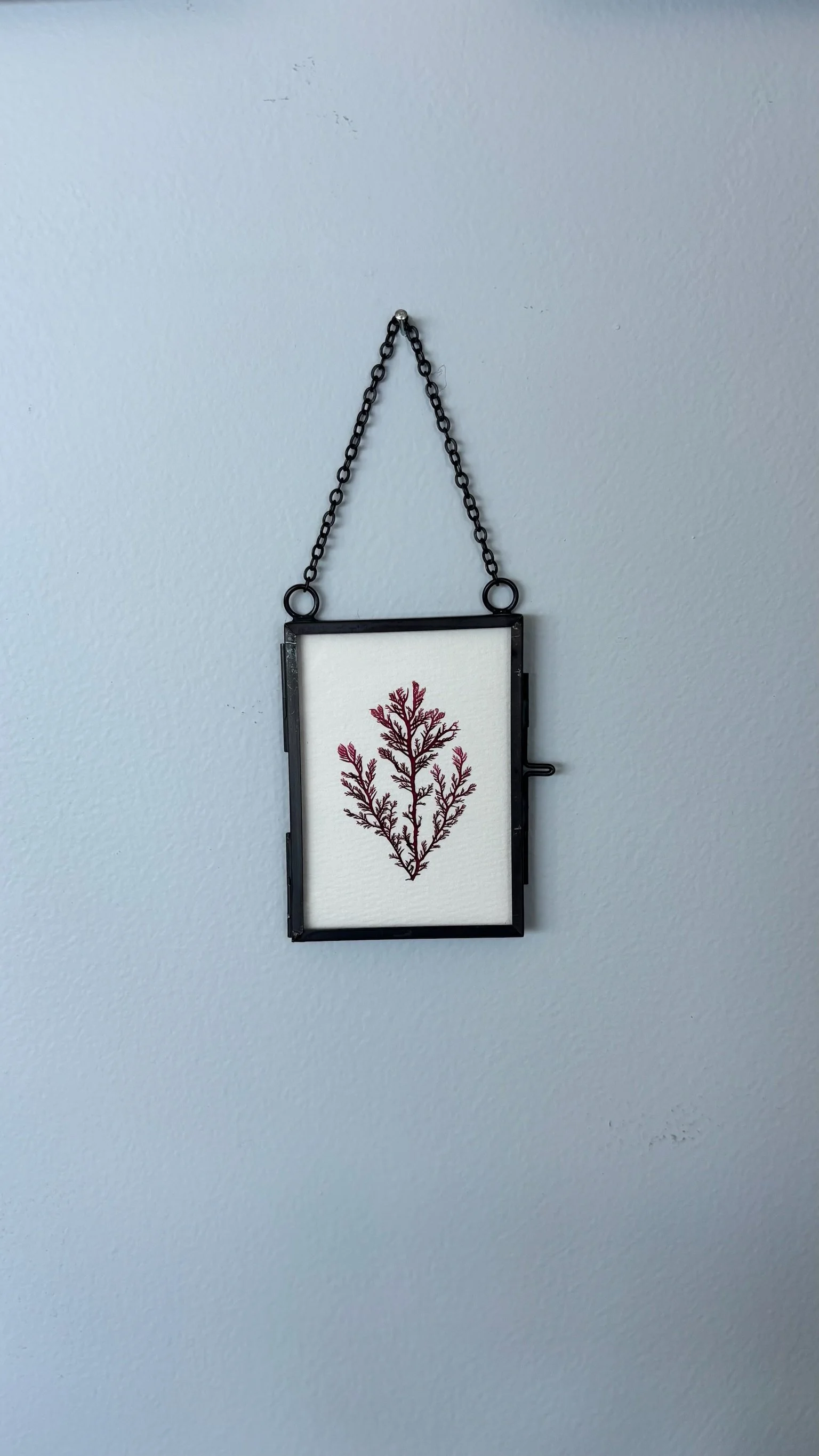 seaweed pressing hanging.jpg