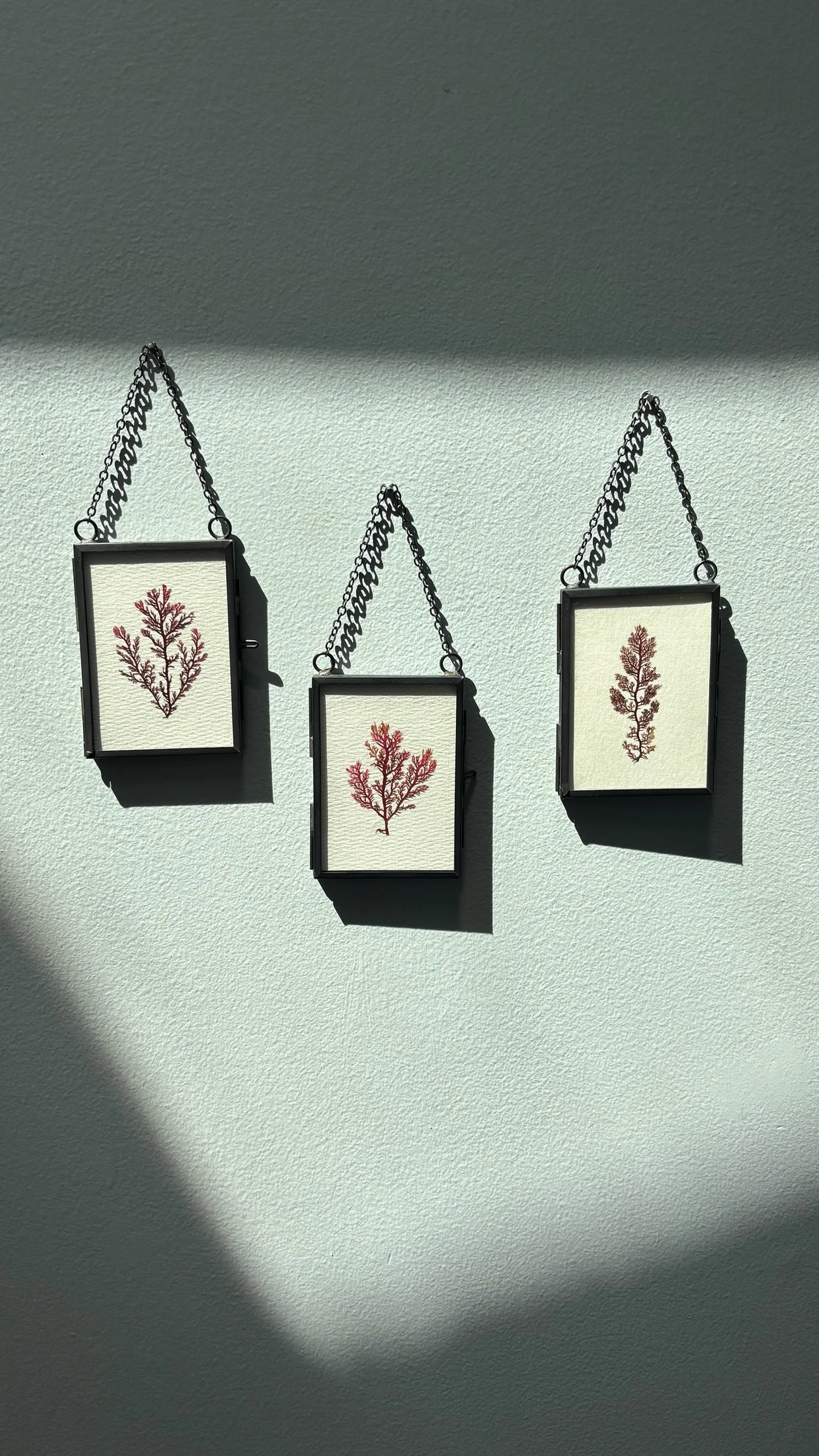 Seaweed Pressings (hanging)