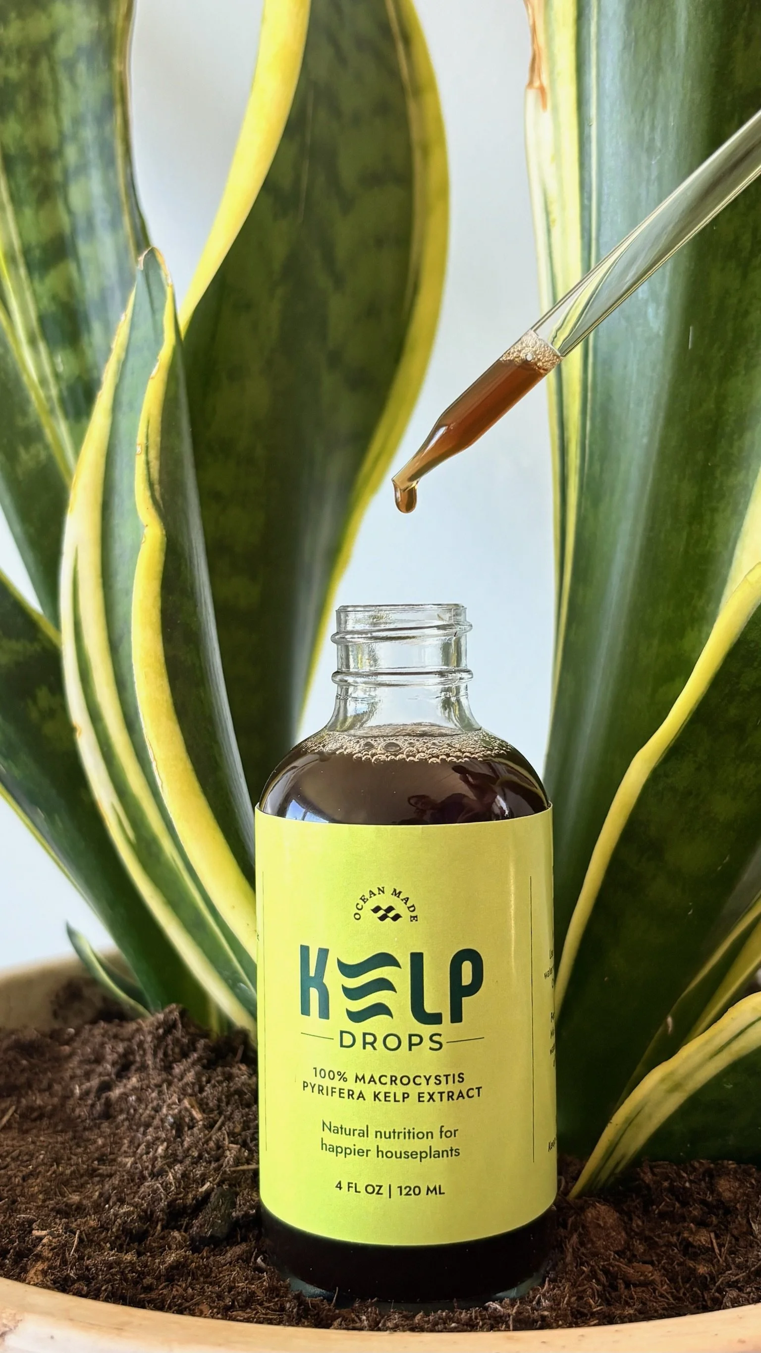 Kelp Drops