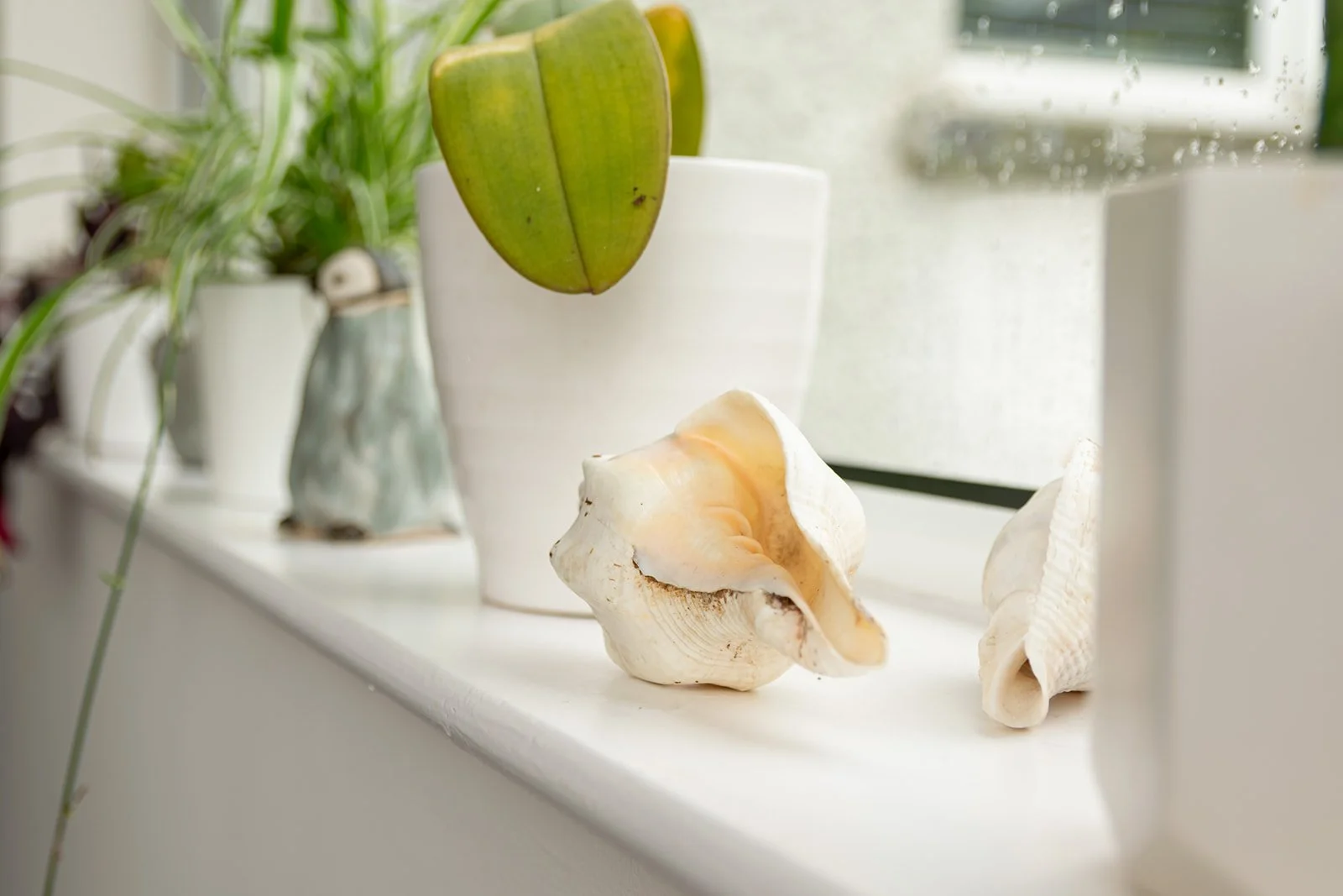 Close-up of a windowsill with seashells and potted plants, including a green heart-shaped leaf in the background.
