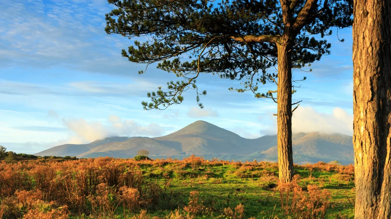 A scenic landscape featuring tall pine trees, grassy field with dry plants, and distant mountains under a partly cloudy blue sky.