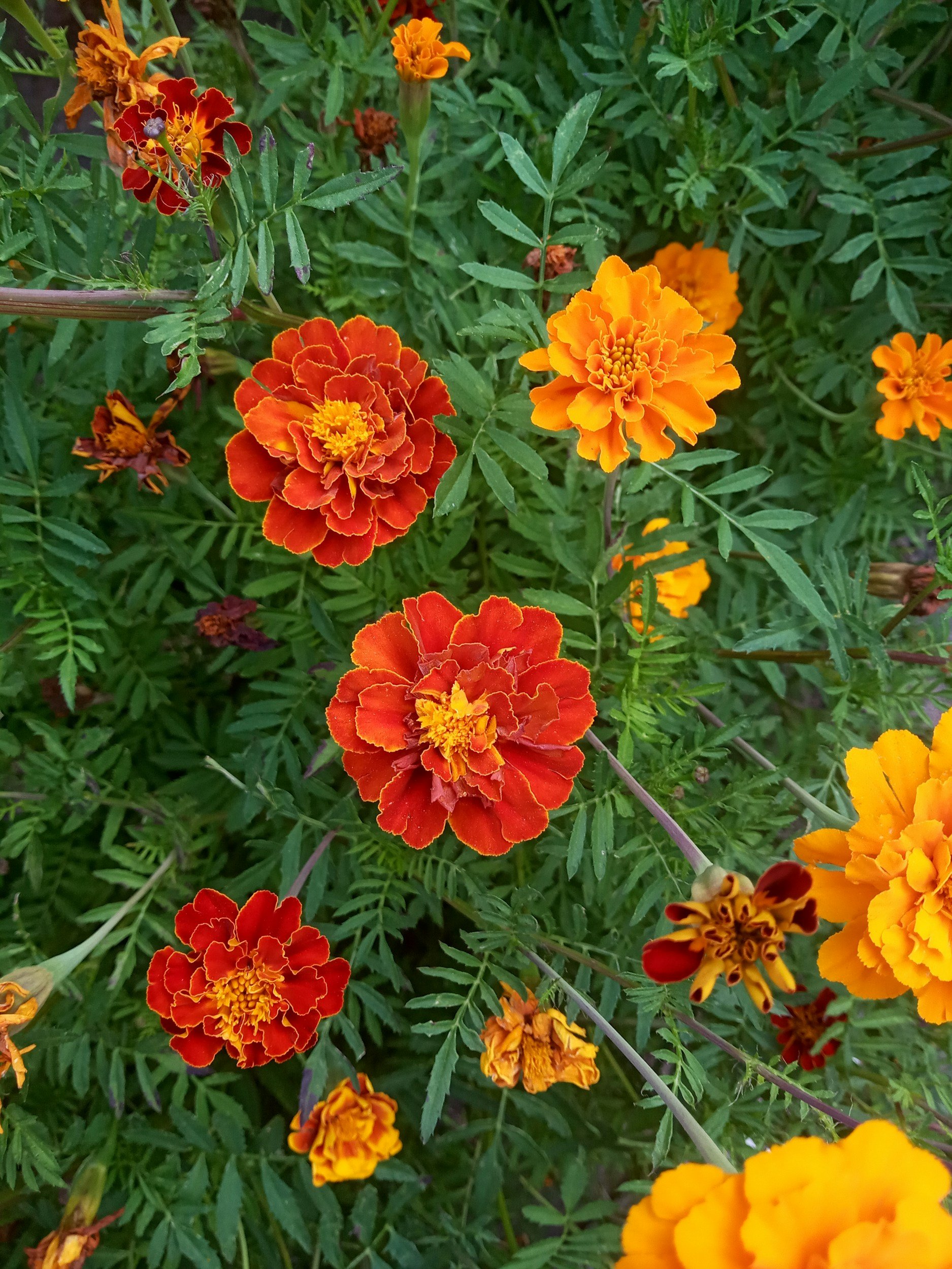 Cluster of vibrant marigold flowers in shades of orange and red, surrounded by green foliage.