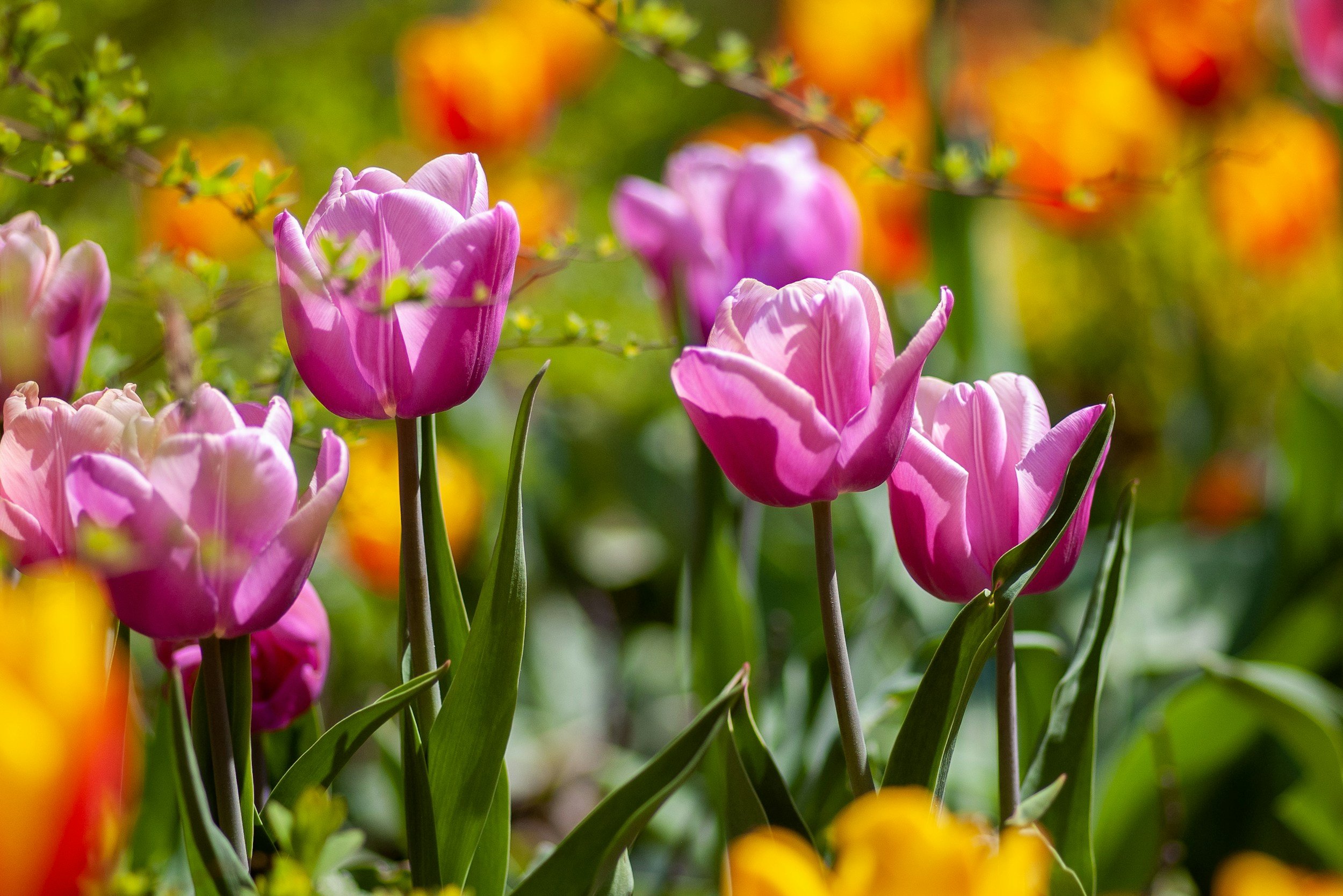 Close-up of pink tulips and yellow tulips in a garden.