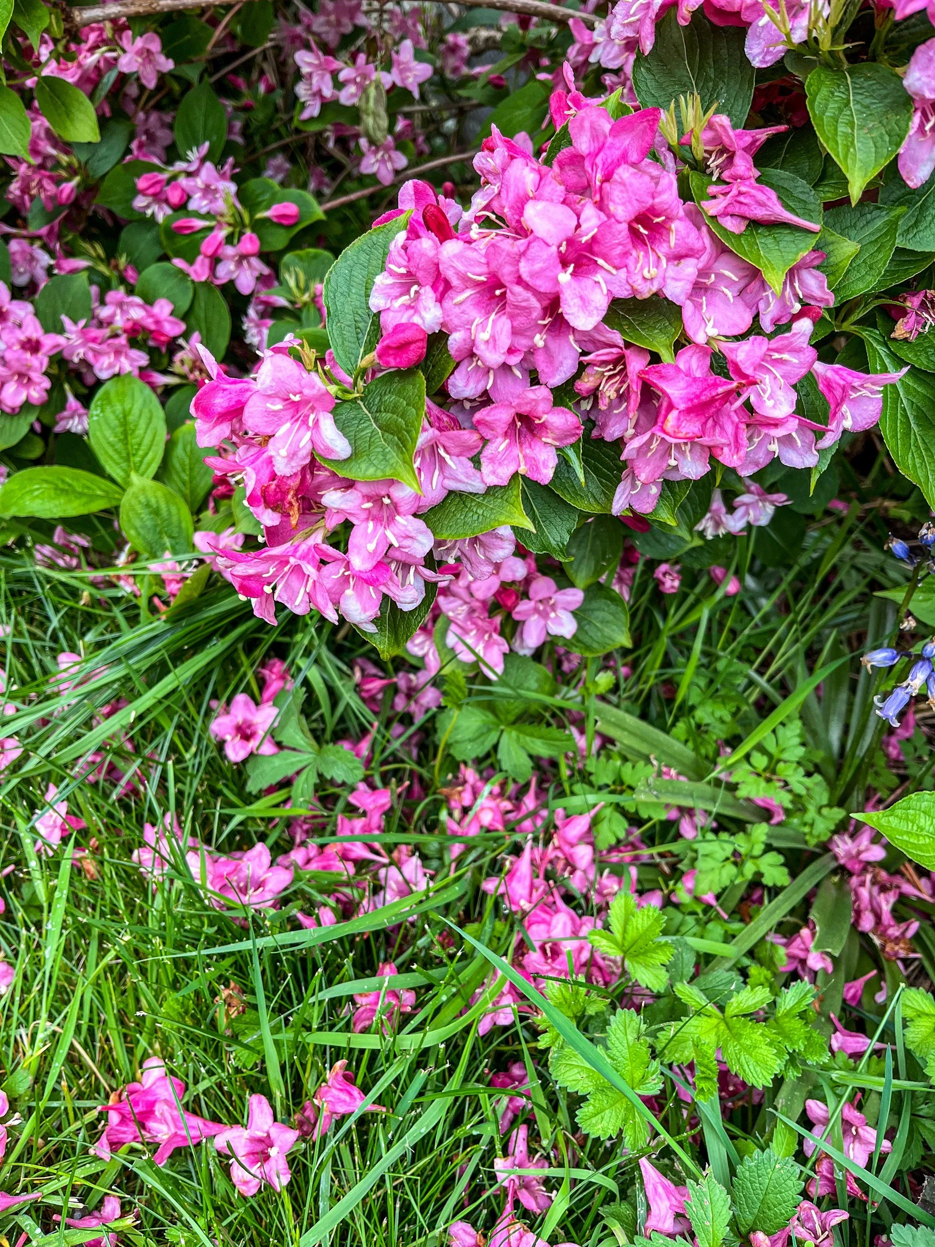 Pink and purple flowers with green leaves and grass around.