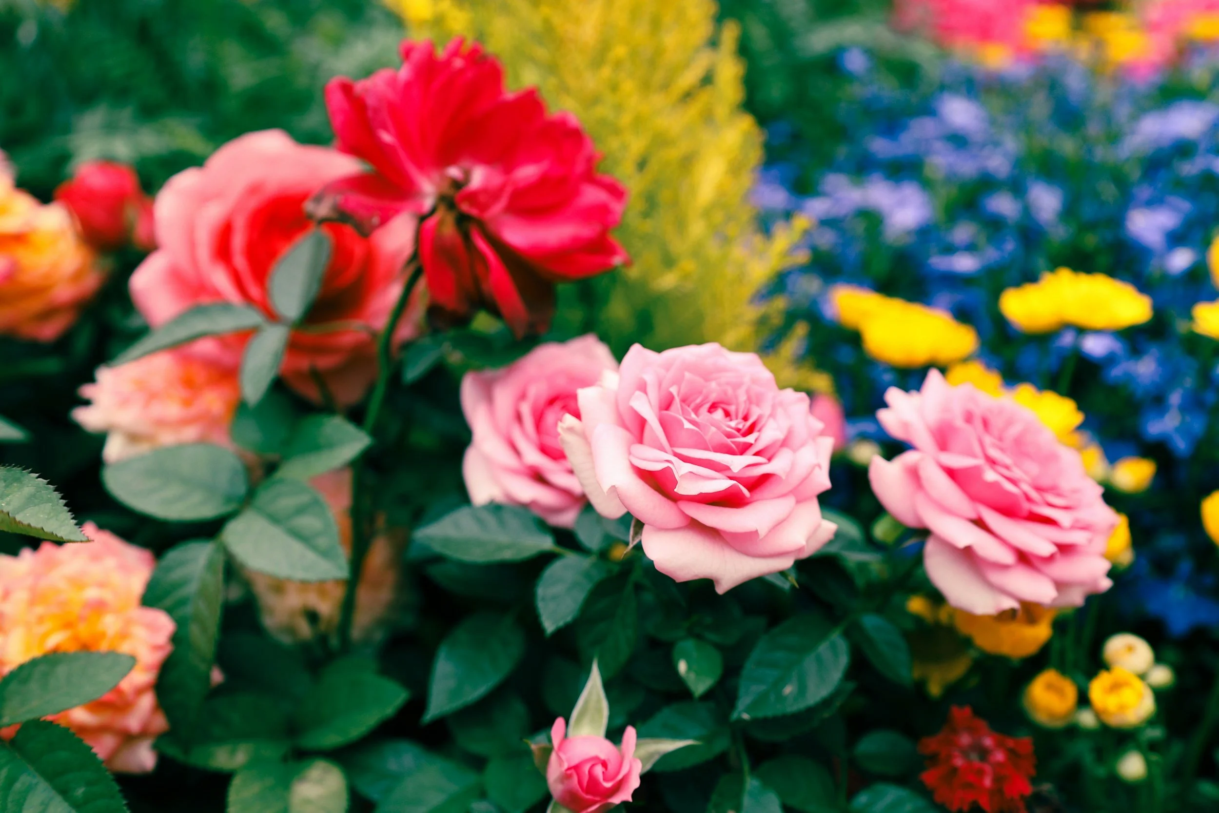 Colorful garden with pink roses in the foreground and blurred yellow, blue, and orange flowers in the background.