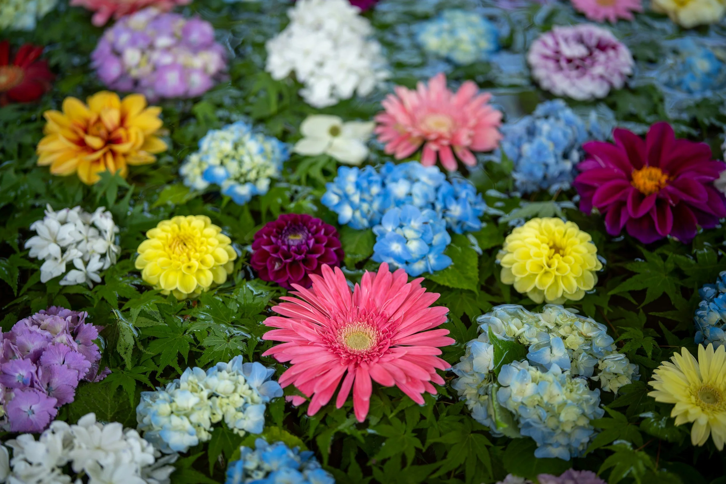 Colorful flowers, including pink, yellow, purple, red, and white, floating on water in a pond or garden.