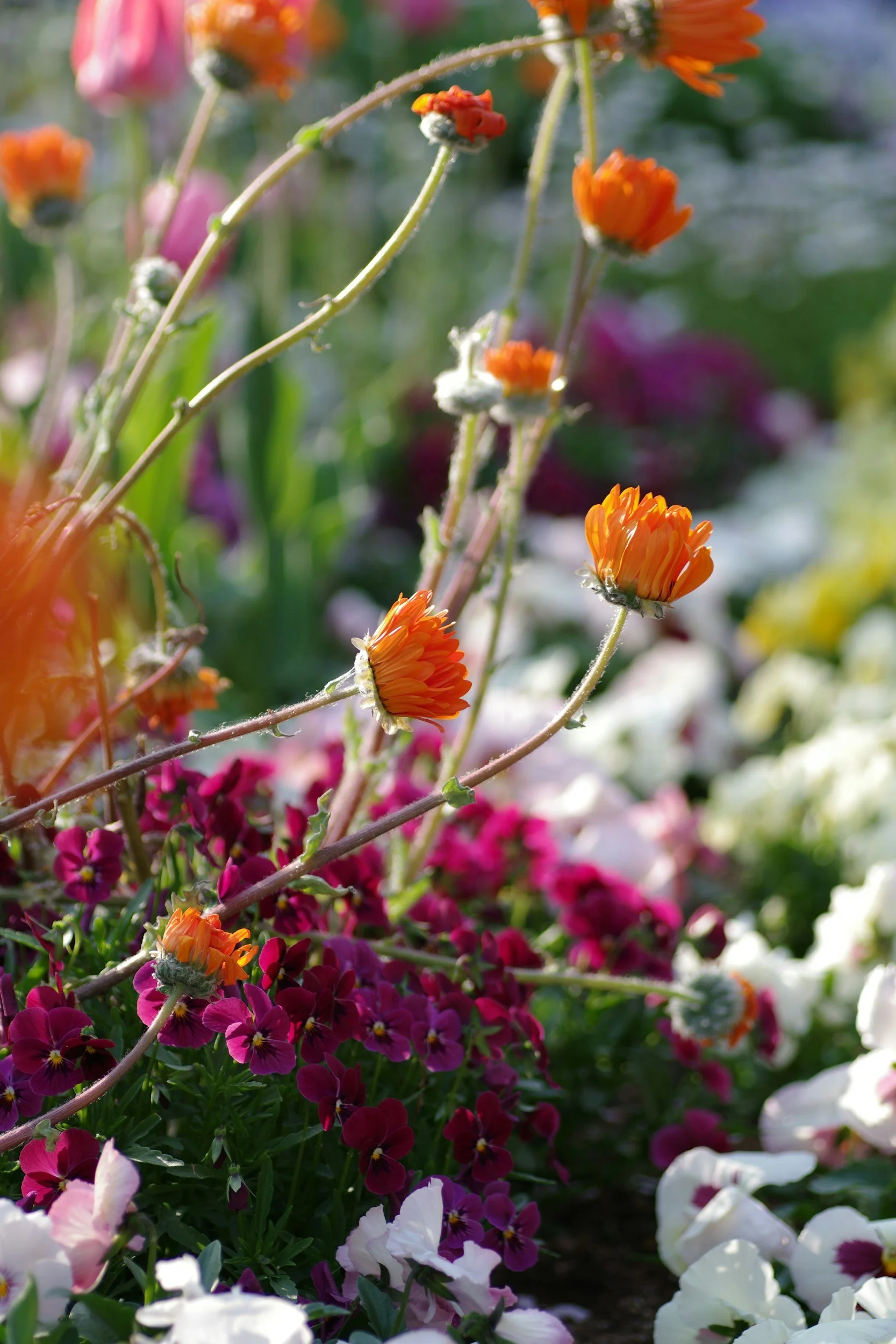 Close-up of colorful flowers, including orange and pink blooms, in a garden with green foliage and blurred background.