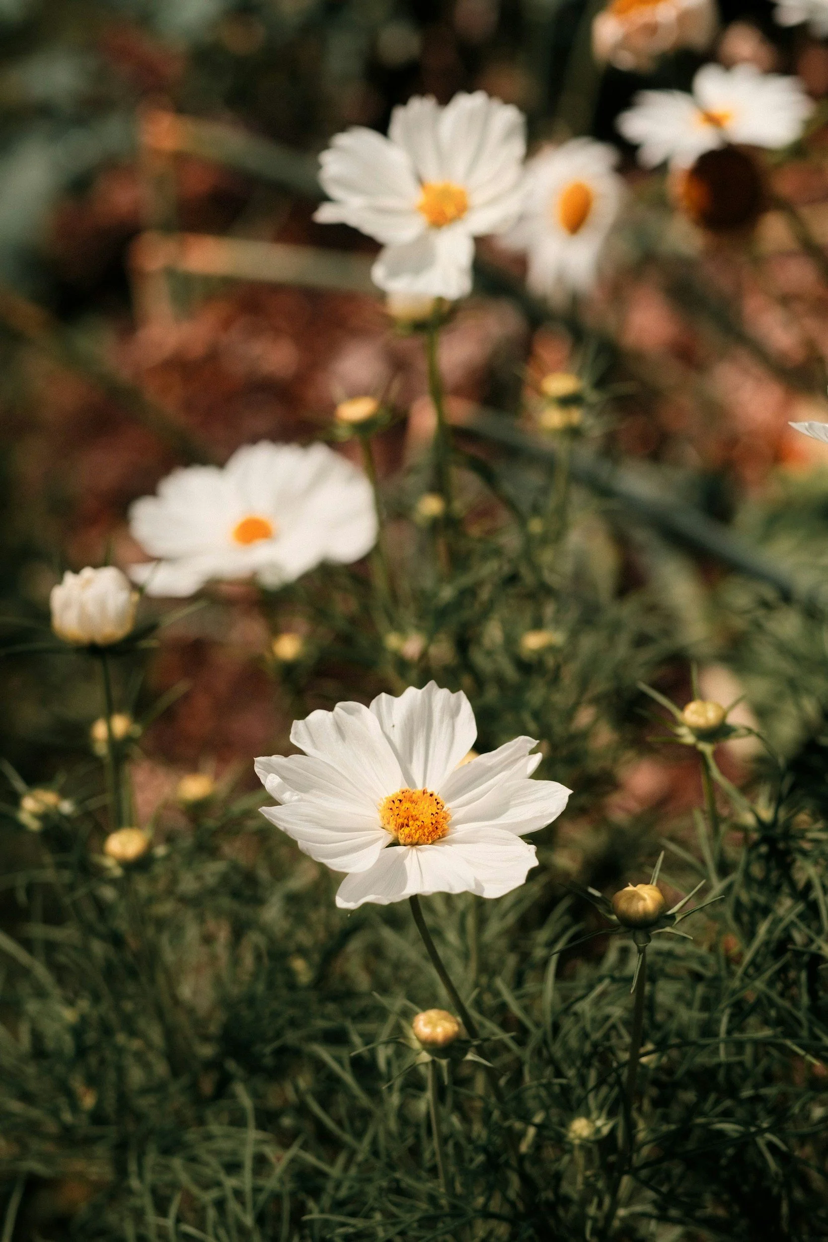 Close-up of white daisies with yellow centers growing in a natural setting, some in focus and others slightly blurred, with green foliage and out-of-focus background.