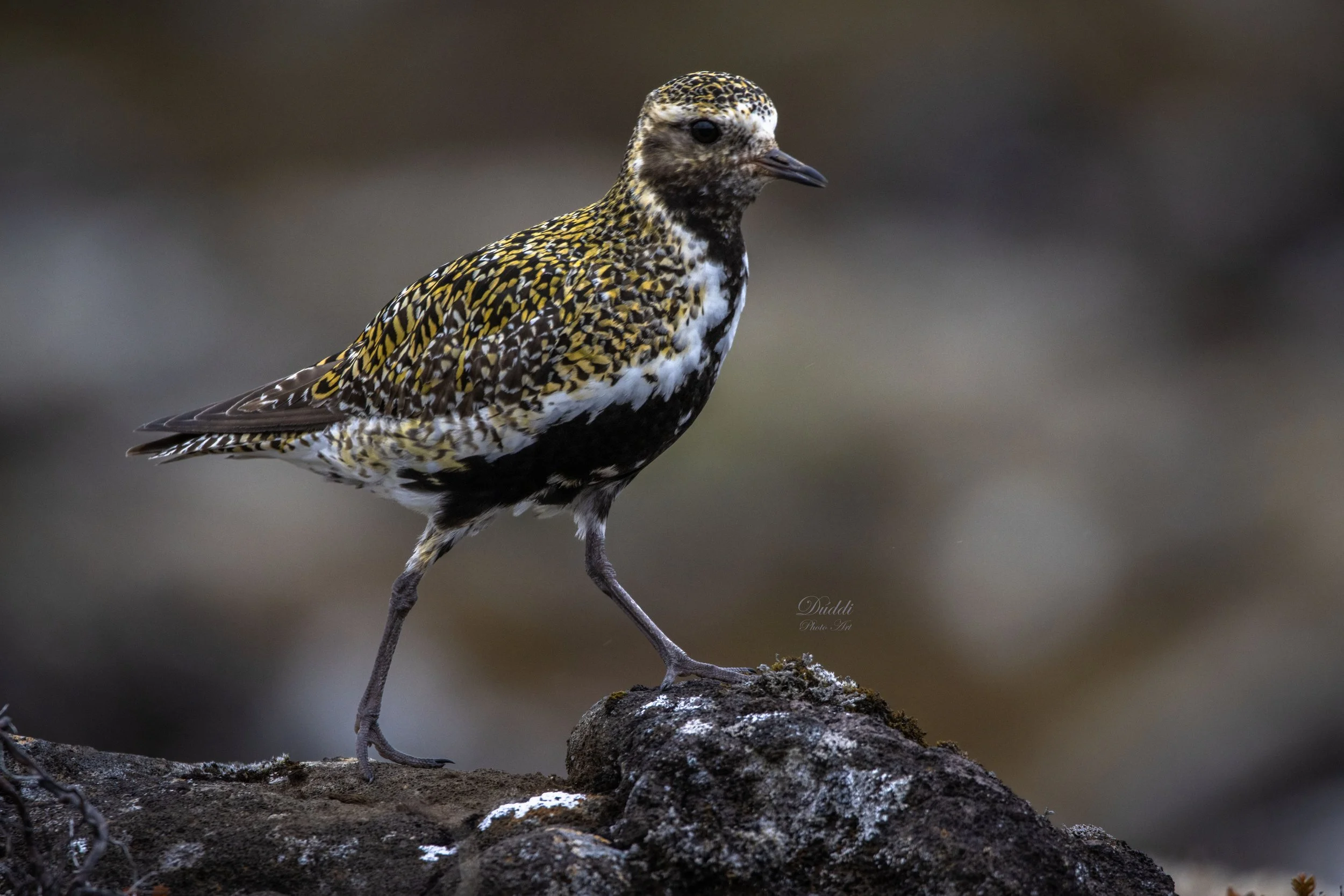 Golden plover walking in nature