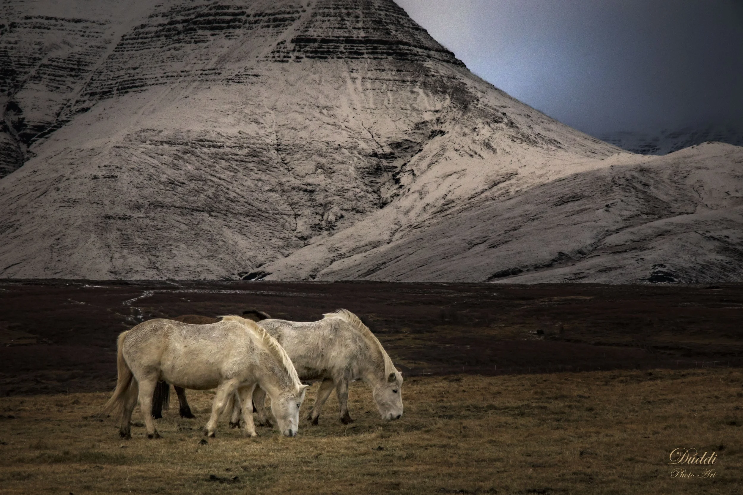 Icelandic horses in Icelandic Nature