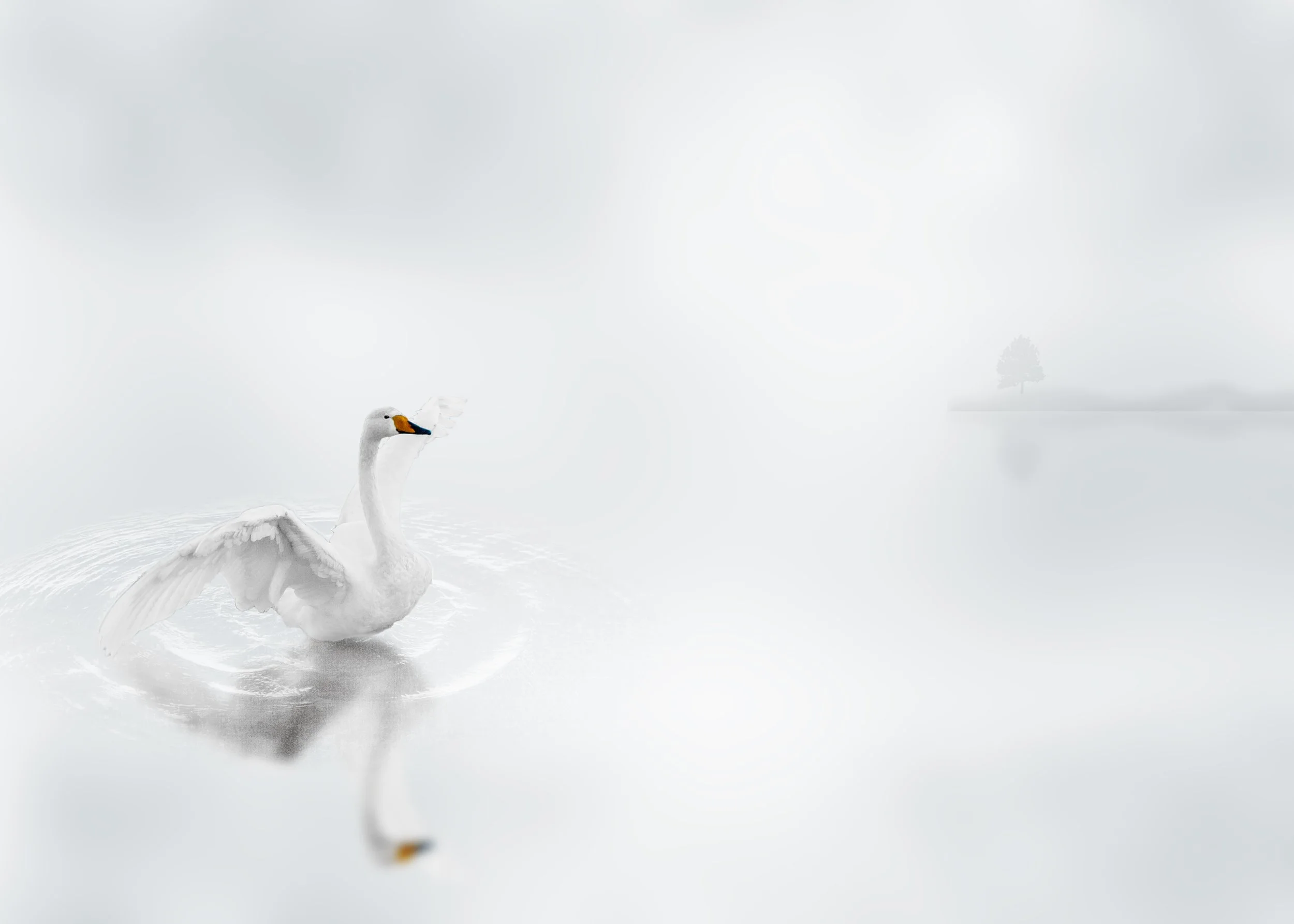 A swimming swan in a fog