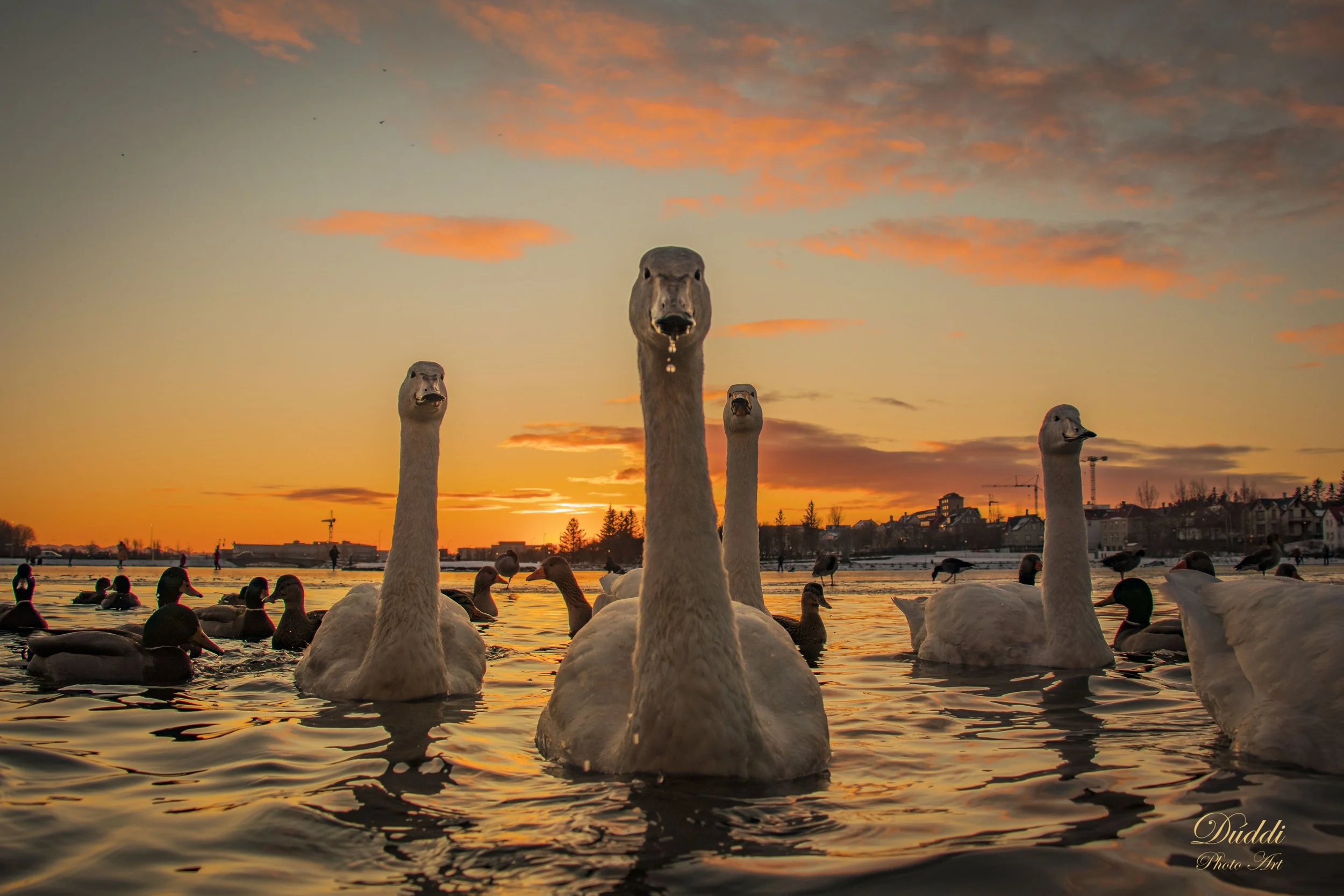 A gang of swans on Reykjavíkurtjörn in a sunset in Reykjavik, Iceland.