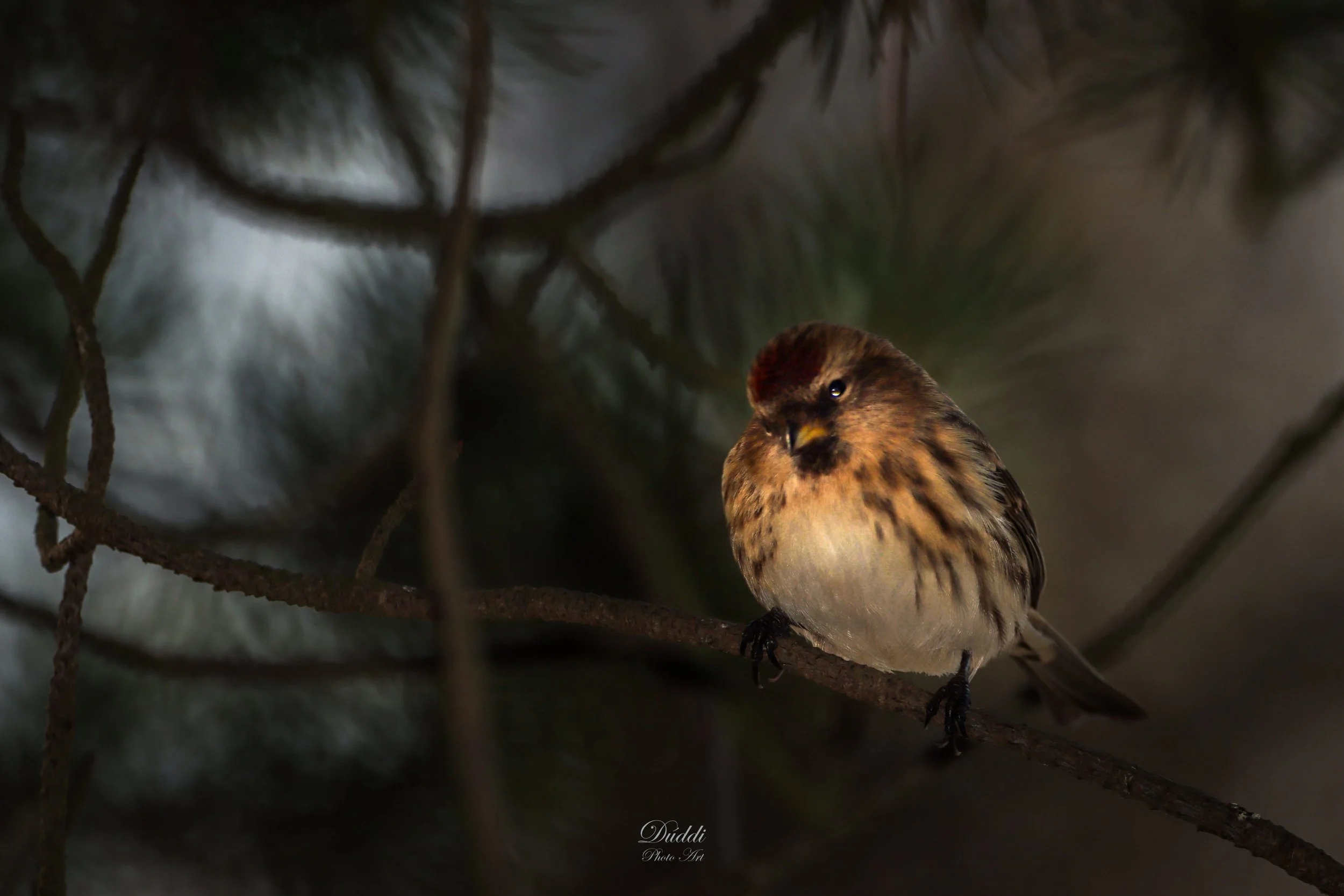 A redpoll in a tree