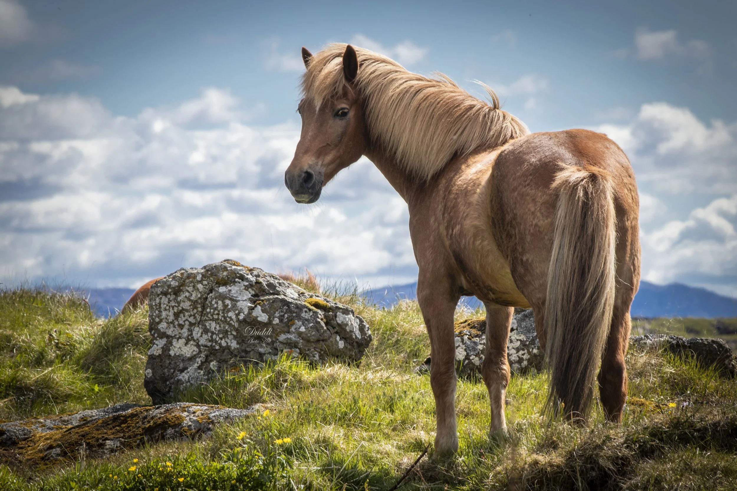 An Icelandic horse in Icelandic nature