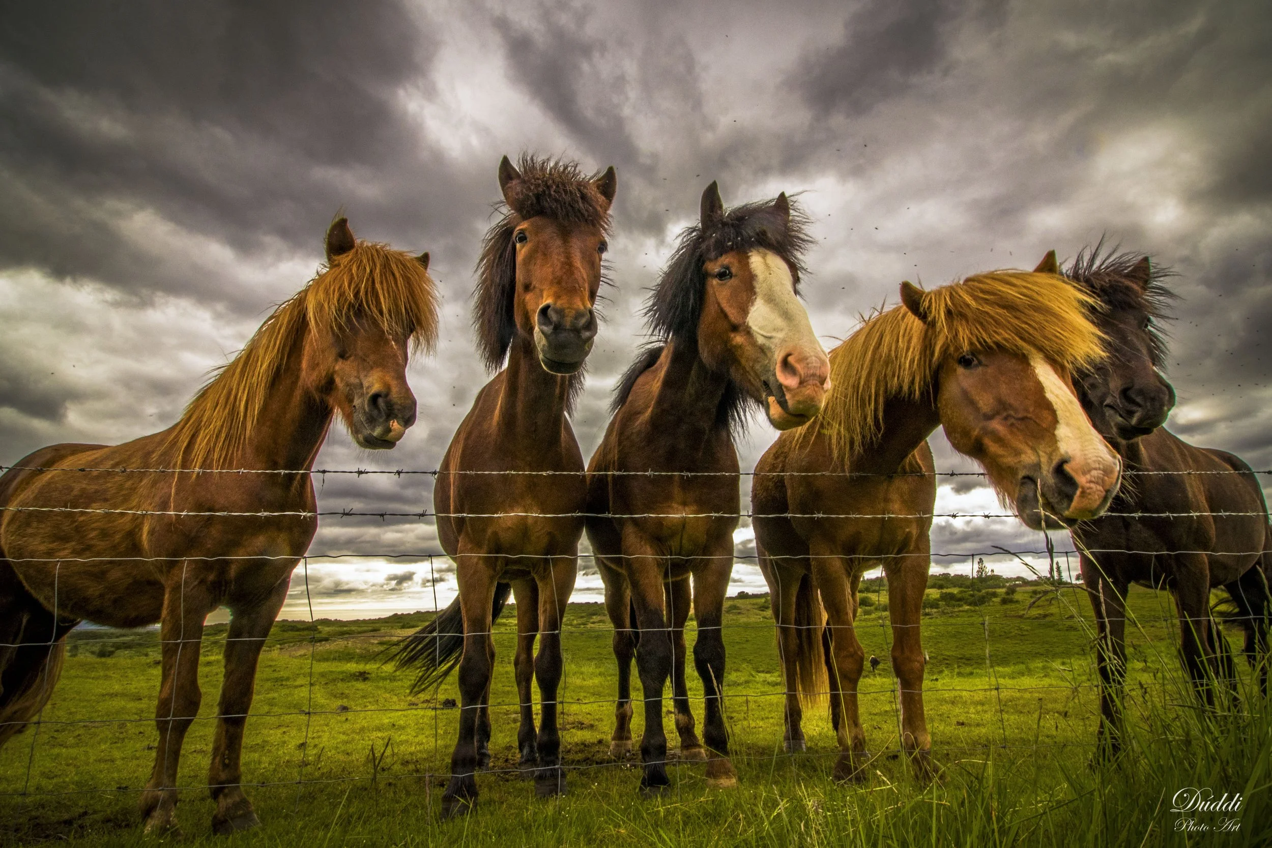 Icelandic horses by a fence in Icelandic nature