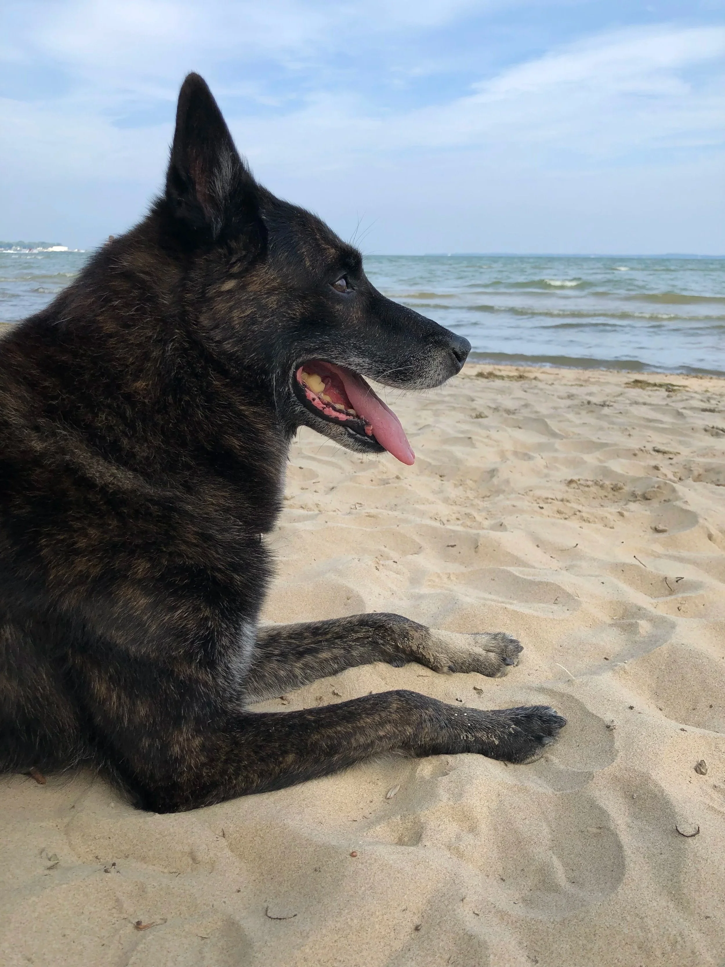 Dog on beach