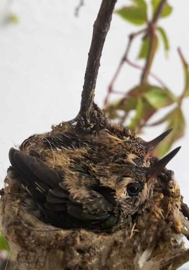El vuelo de Favelino y Toño Esquinca.