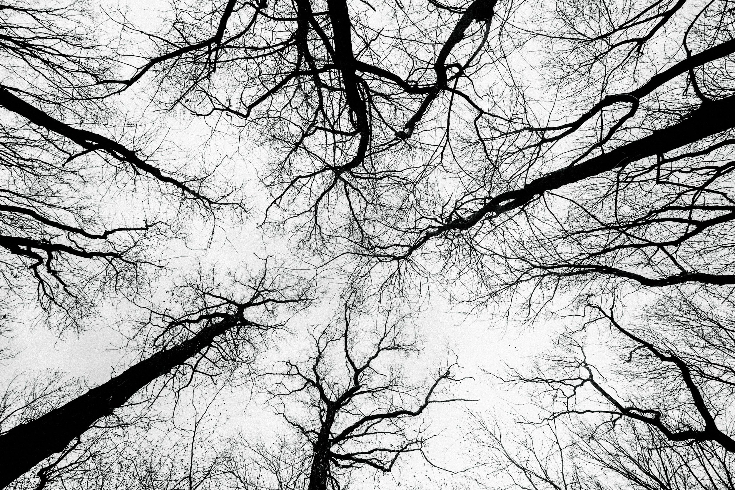 Nervous System Reset:  A Breathwork Journey