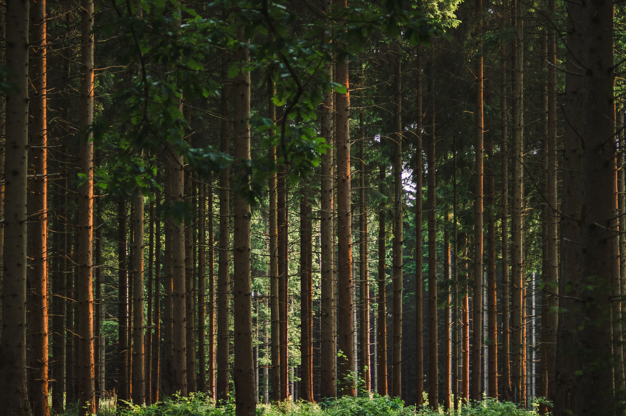 Women's Nervous System Retreat