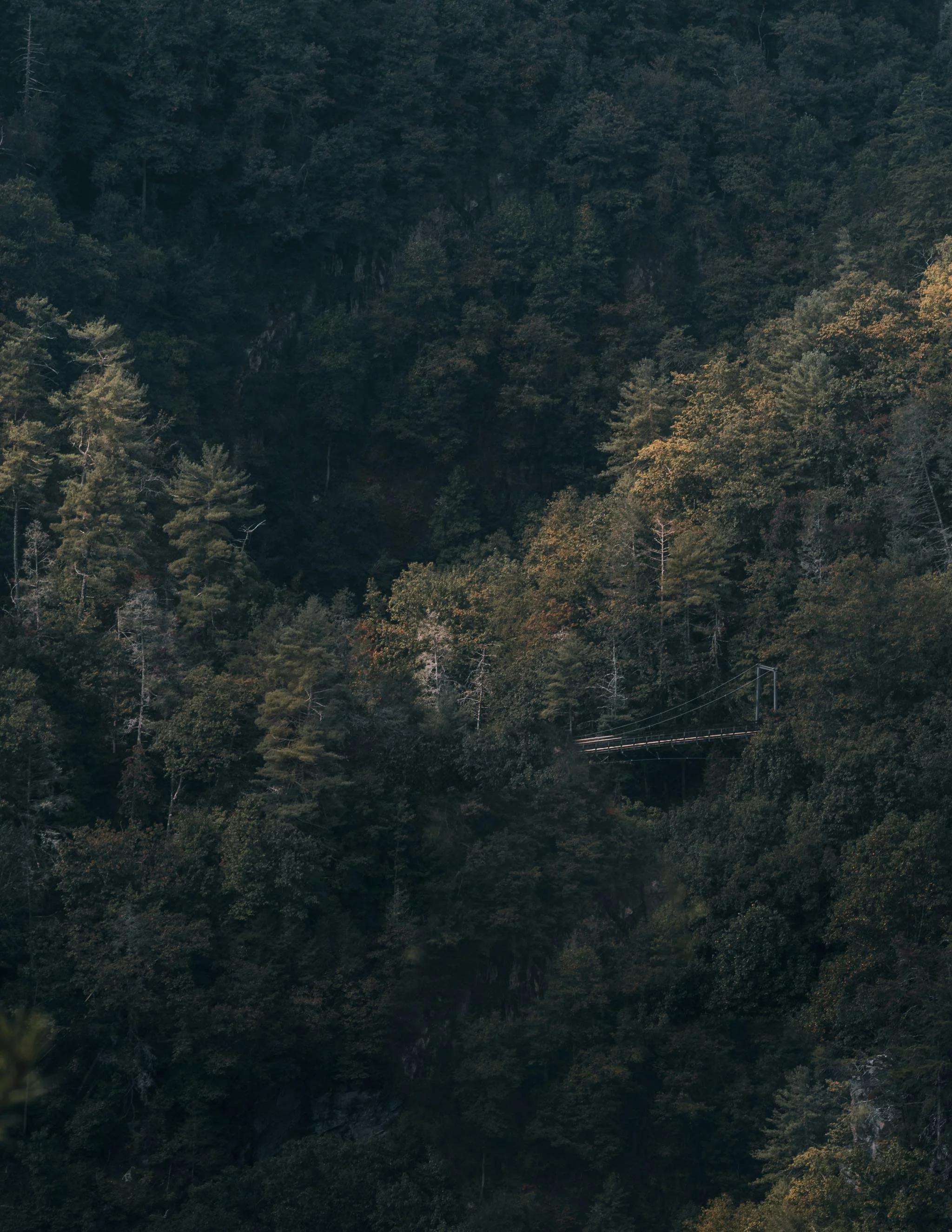 Dense forested hillside with a mix of green and autumn-colored trees, and a thin power line running across the lower right corner.