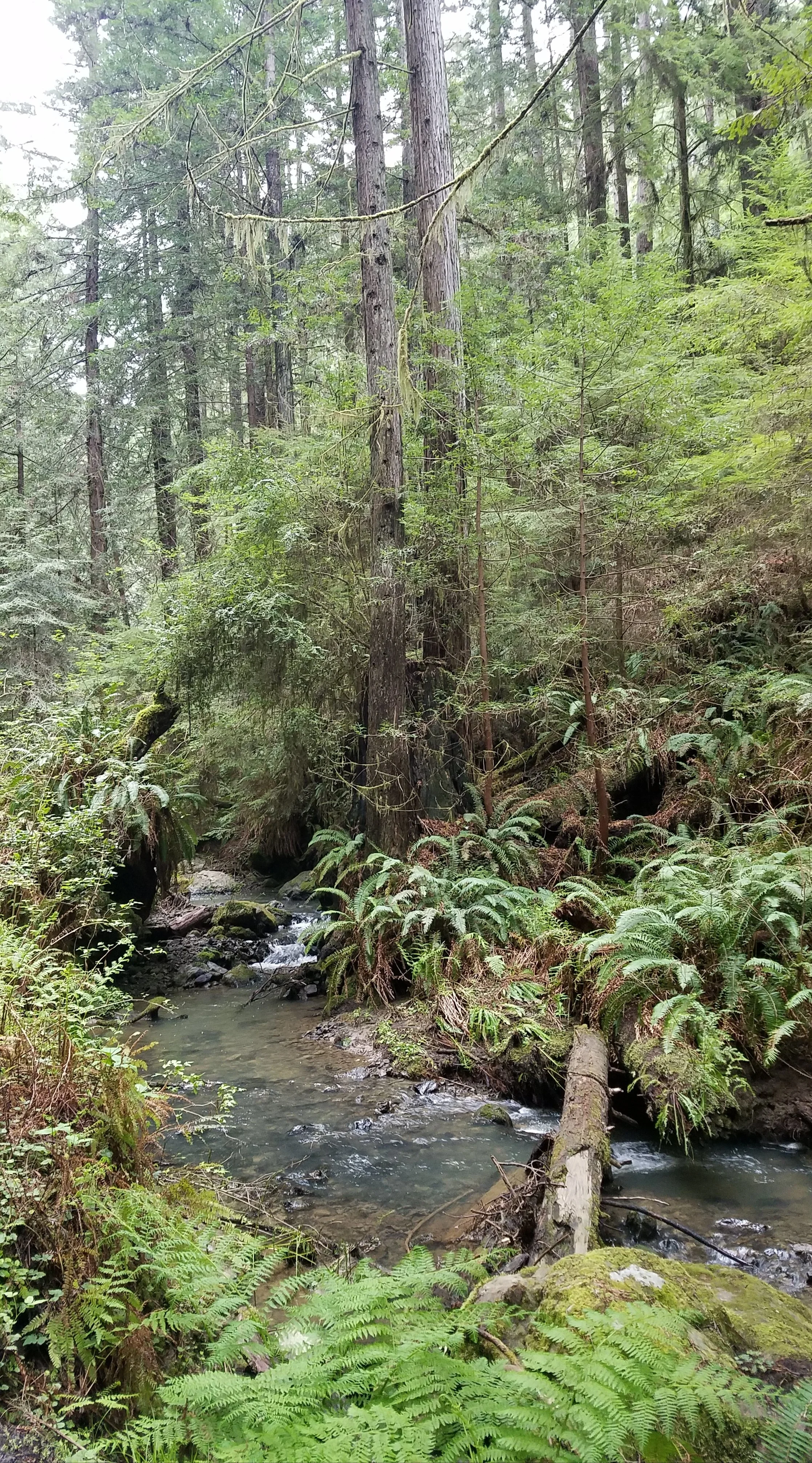 A lush green forest scene with tall trees and a small creek flowing over rocks at the bottom.