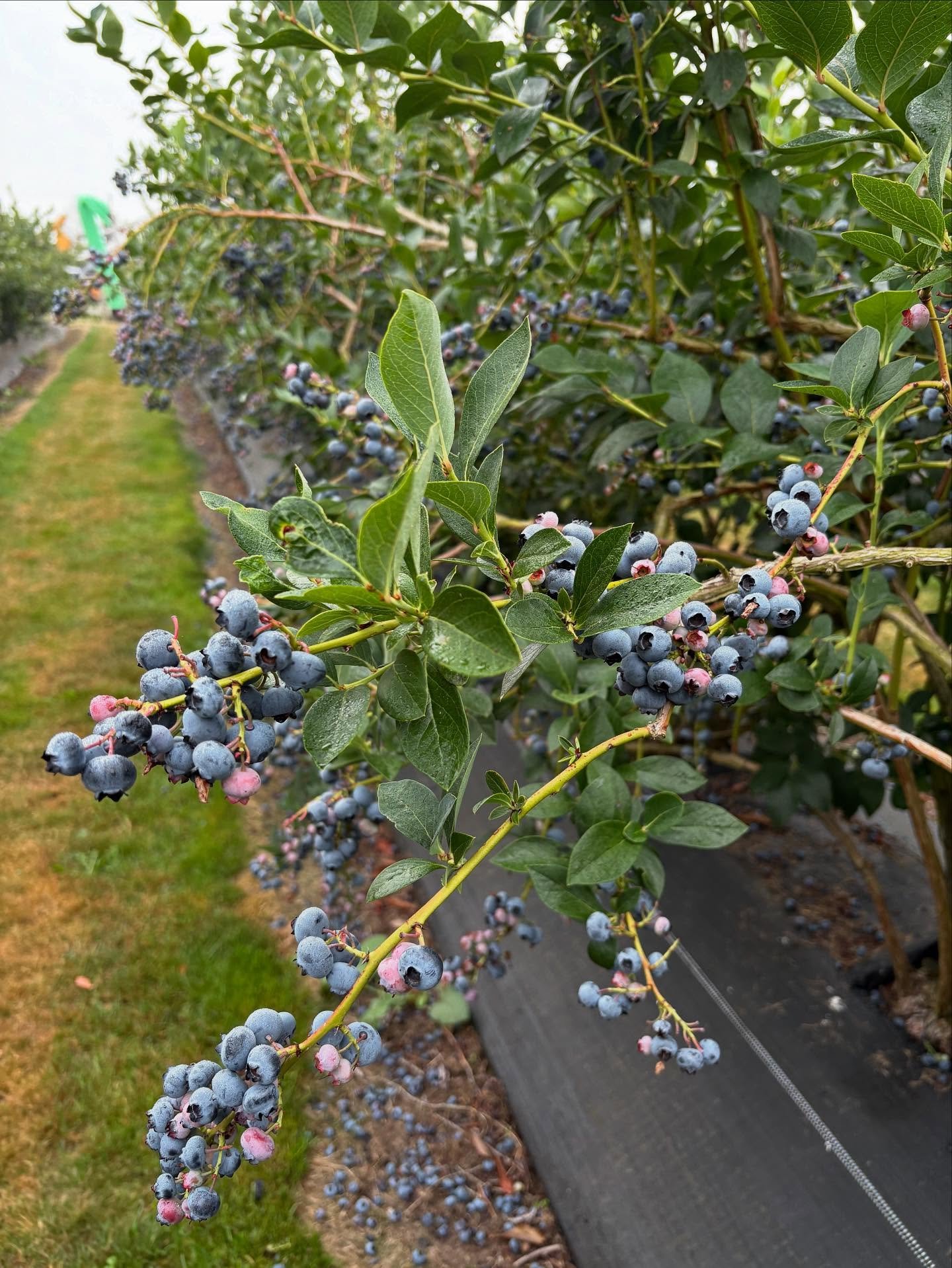 OPEN FRIDAY AND SATURDAY
 9 TO Noon! These Chandlers are still plentiful and the Liberties are too! Price drops this weekend to $4/lb&hellip; so come get the last berries this season 😎🫐💙