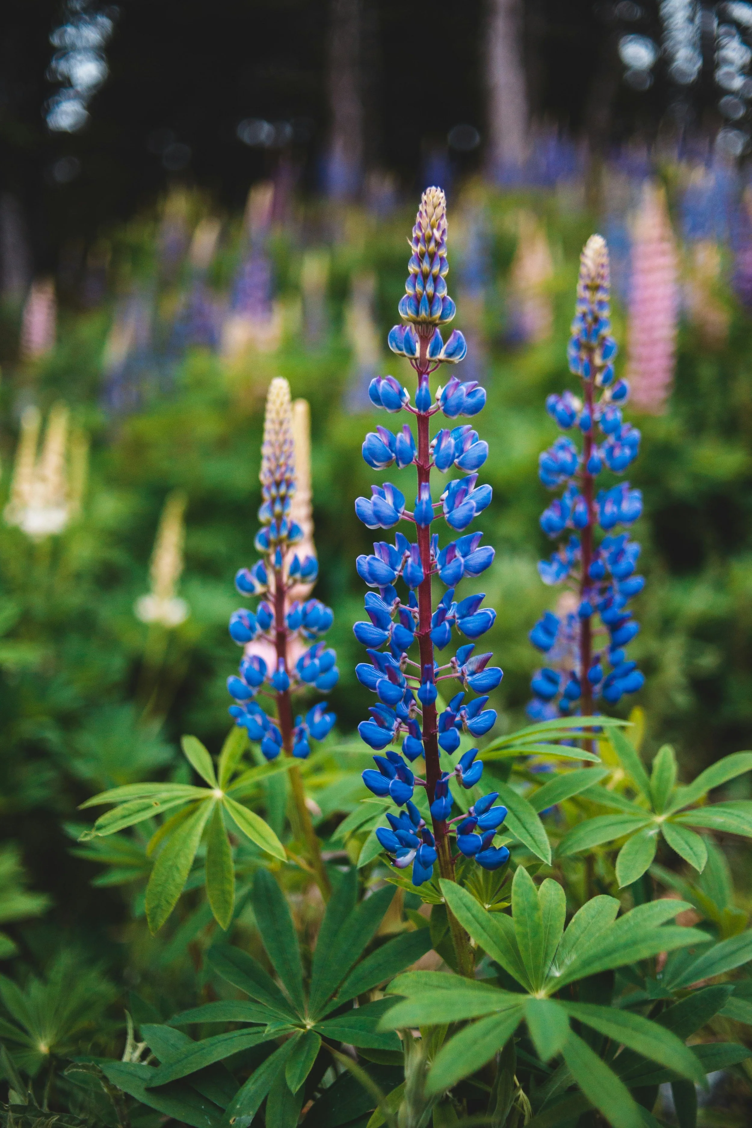 Close-up of a lupine flower with purple and blue petals among green leaves in a garden.