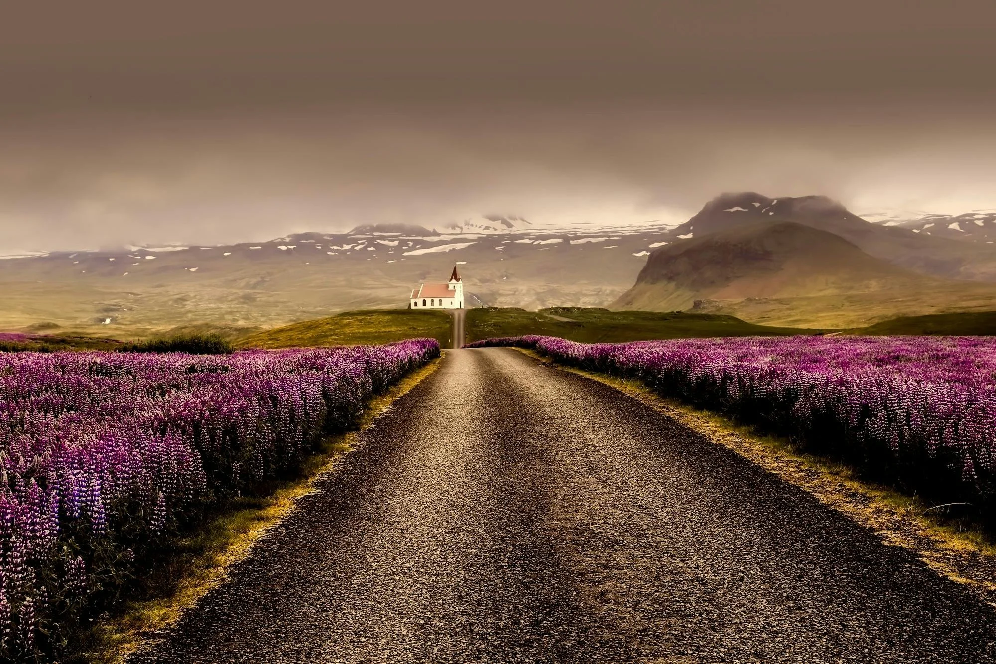 A gravel road running through a field of purple flowers with a small white church in the distance, mountains with patches of snow in the background, under a cloudy sky.
