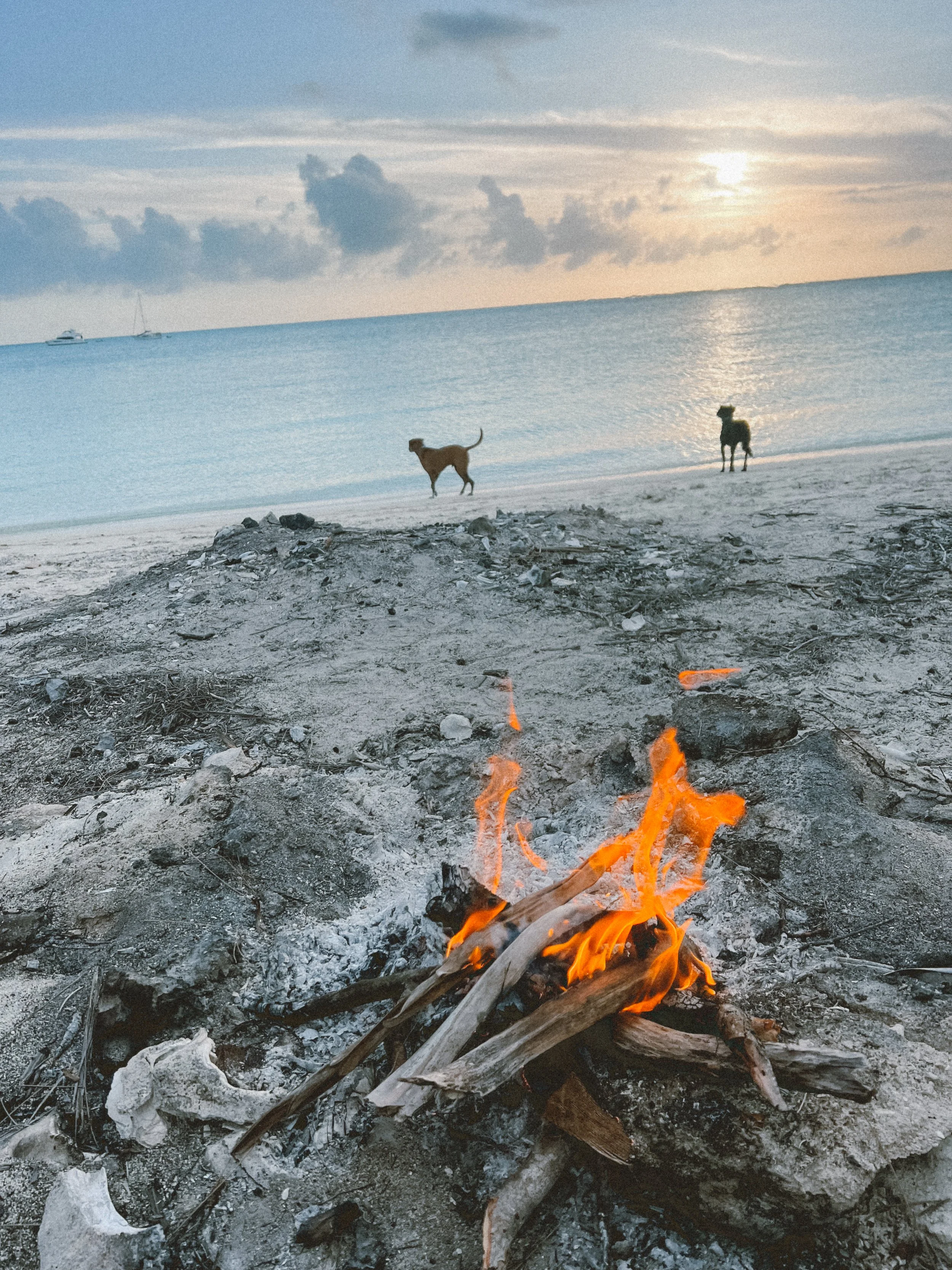 A small bonfire burning on a sandy beach with two dogs in the background and boats on the water, under a cloudy sky during sunset.
