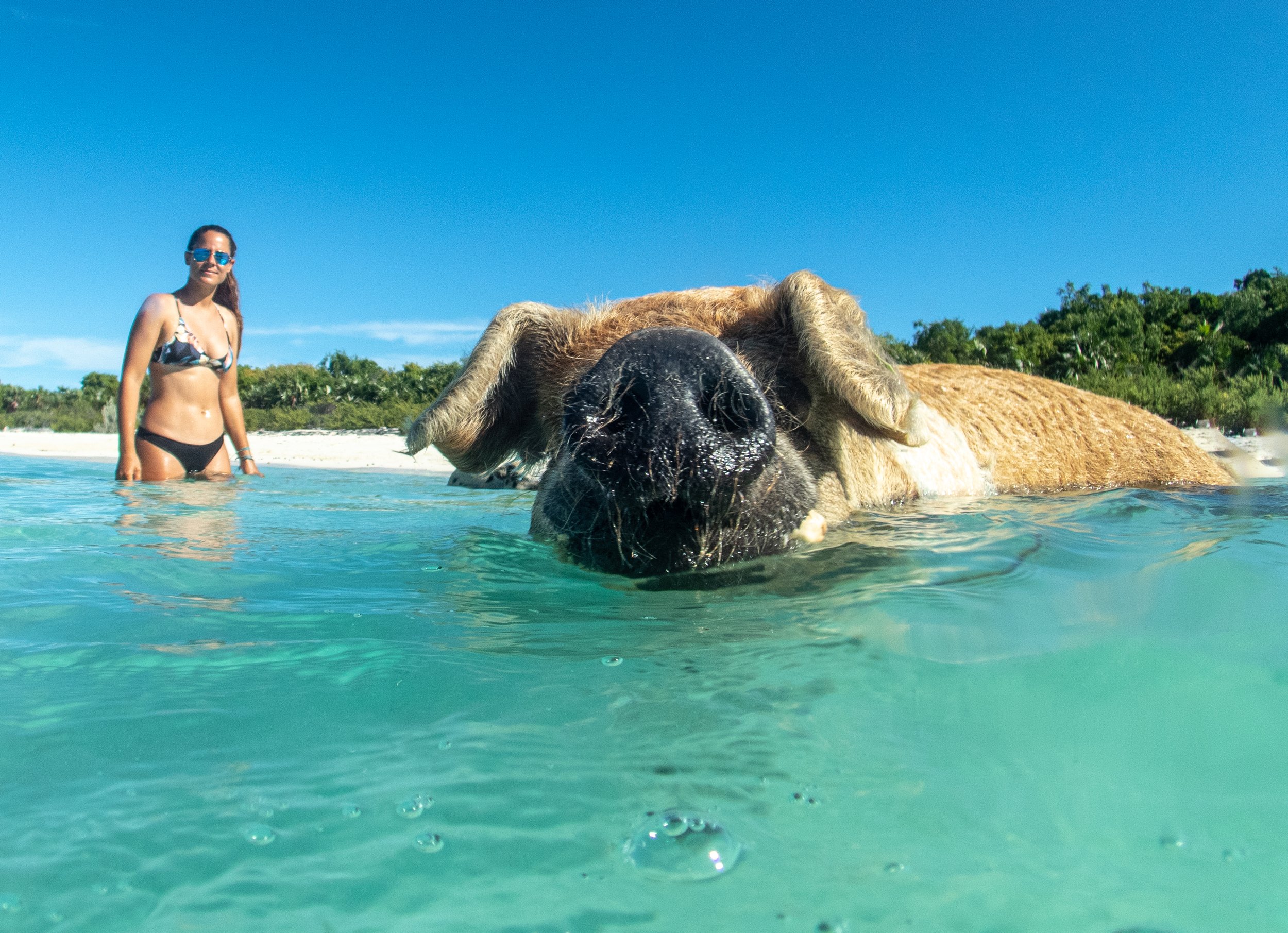 A woman in sunglasses and a bikini stands in shallow clear blue water on a beach, with a camel partially submerged in the water, and a tropical landscape with lush green trees under a bright blue sky.