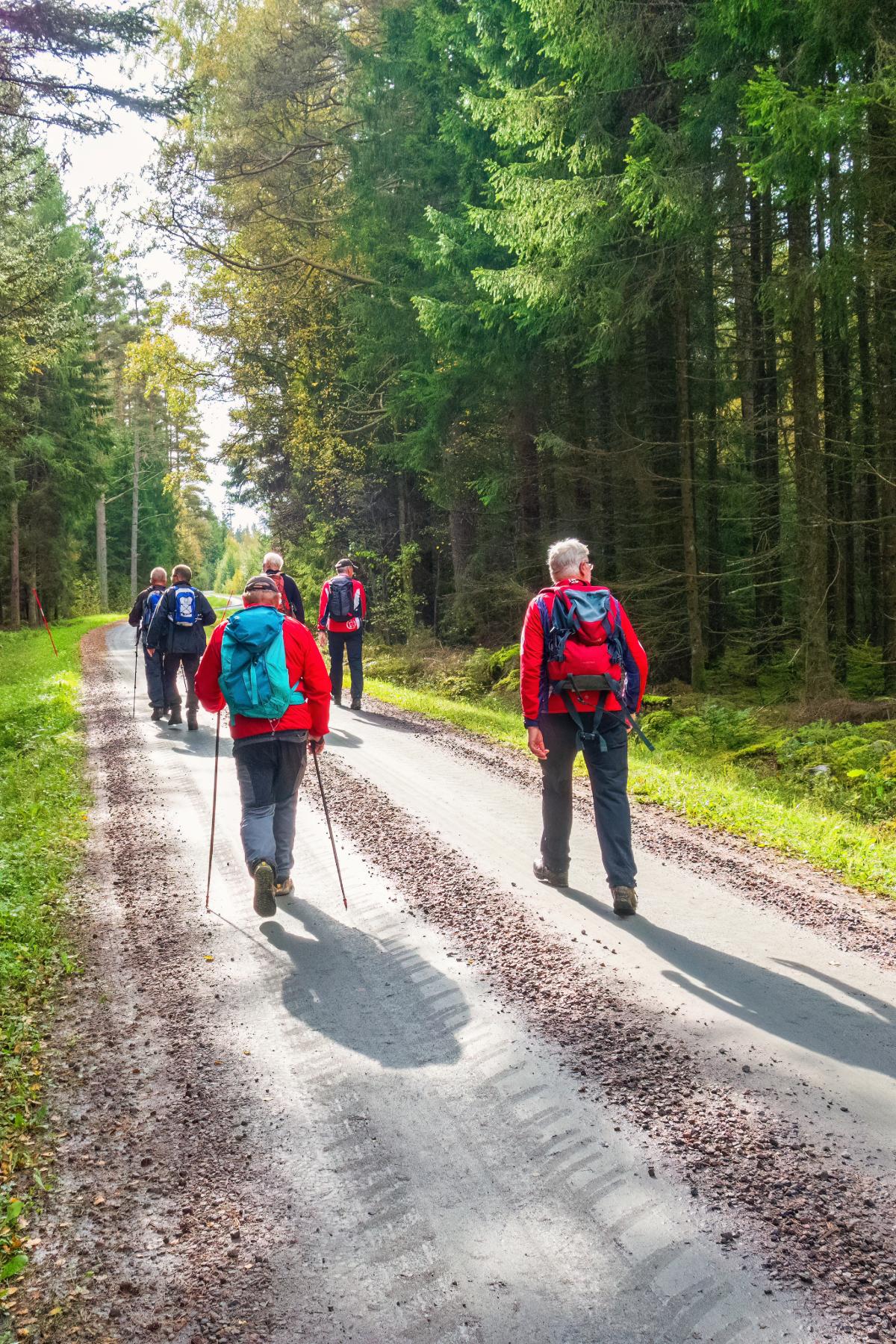 Group of people hiking on a forest trail surrounded by green trees.