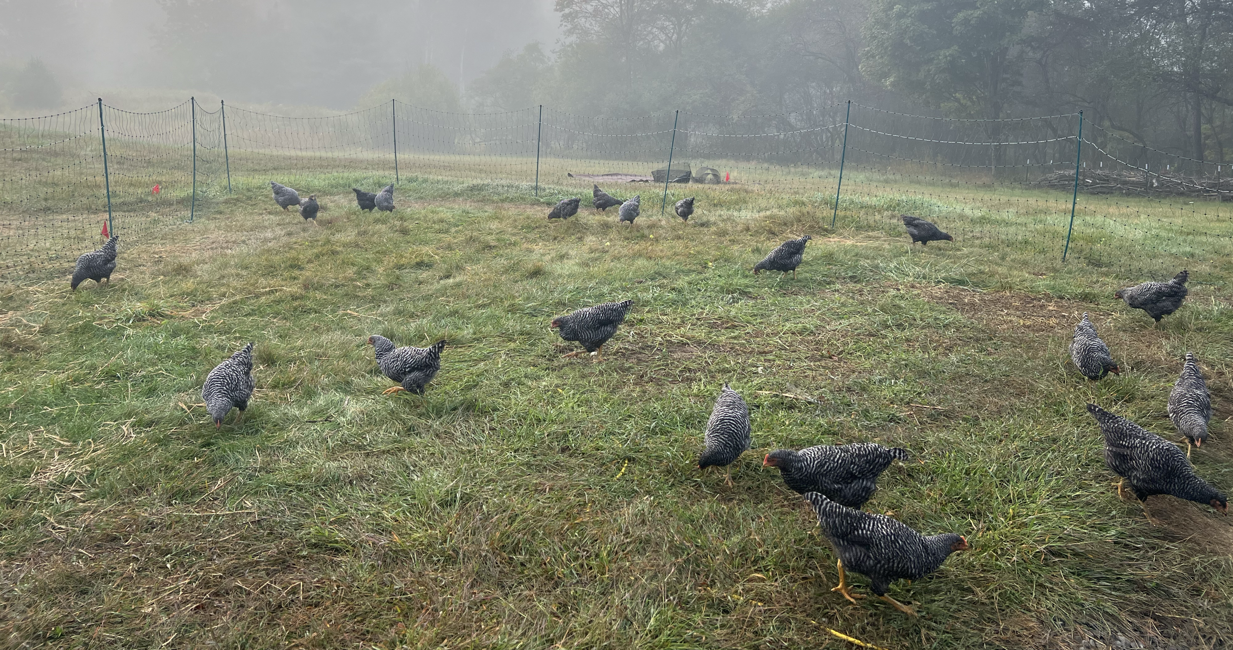 Foggy Ridge Dispatch: April 12th, 2026