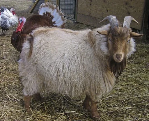 Fencing Goats with Dental Floss as Technofascist Resistance?