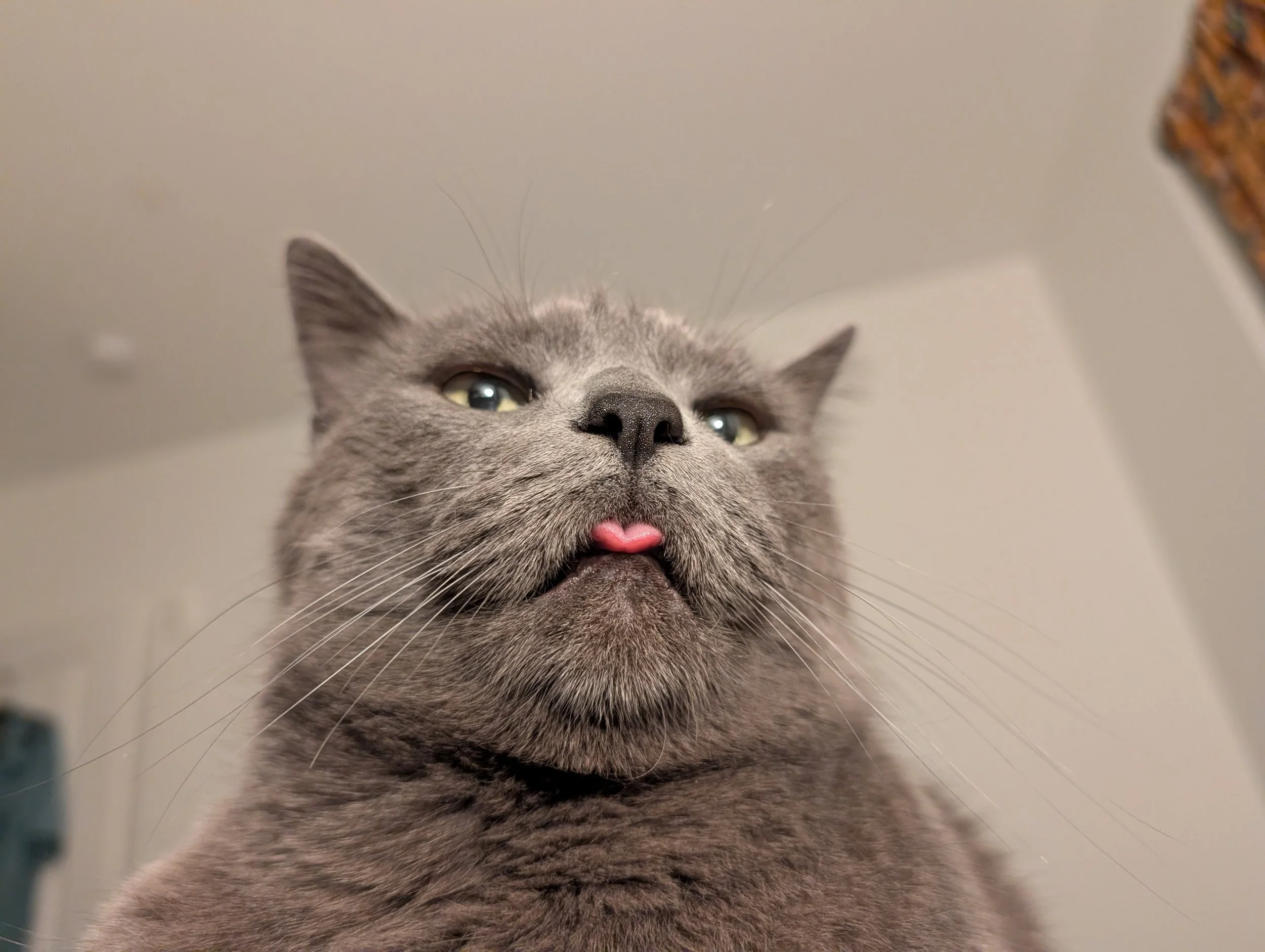 Close-up photo of a gray cat with piercing eyes, sticking out its tongue, taken from below.