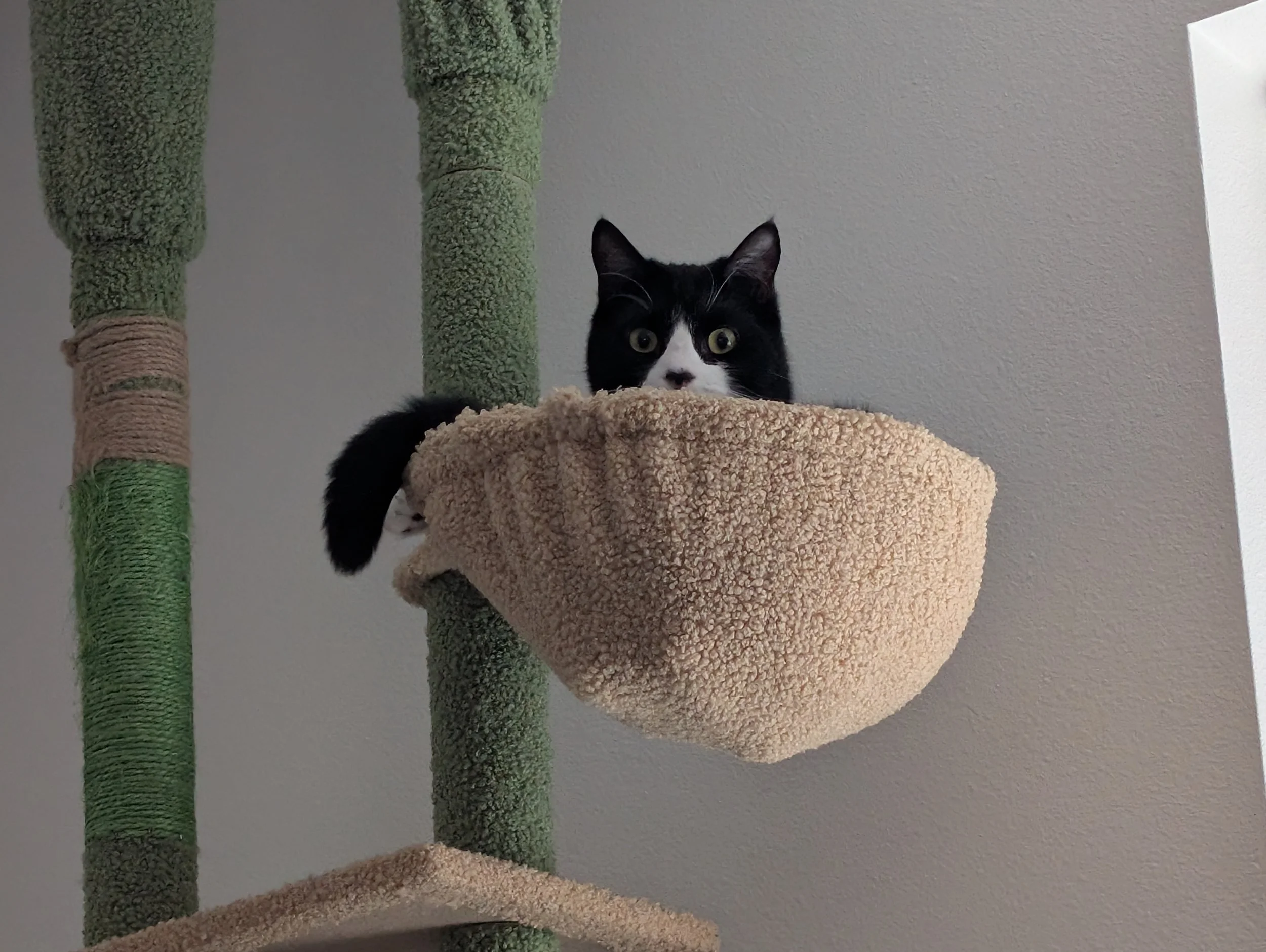 Black and white cat lying on a beige carpeted platform of a cat tree, with a green textured scratching post next to it, against a plain gray wall.