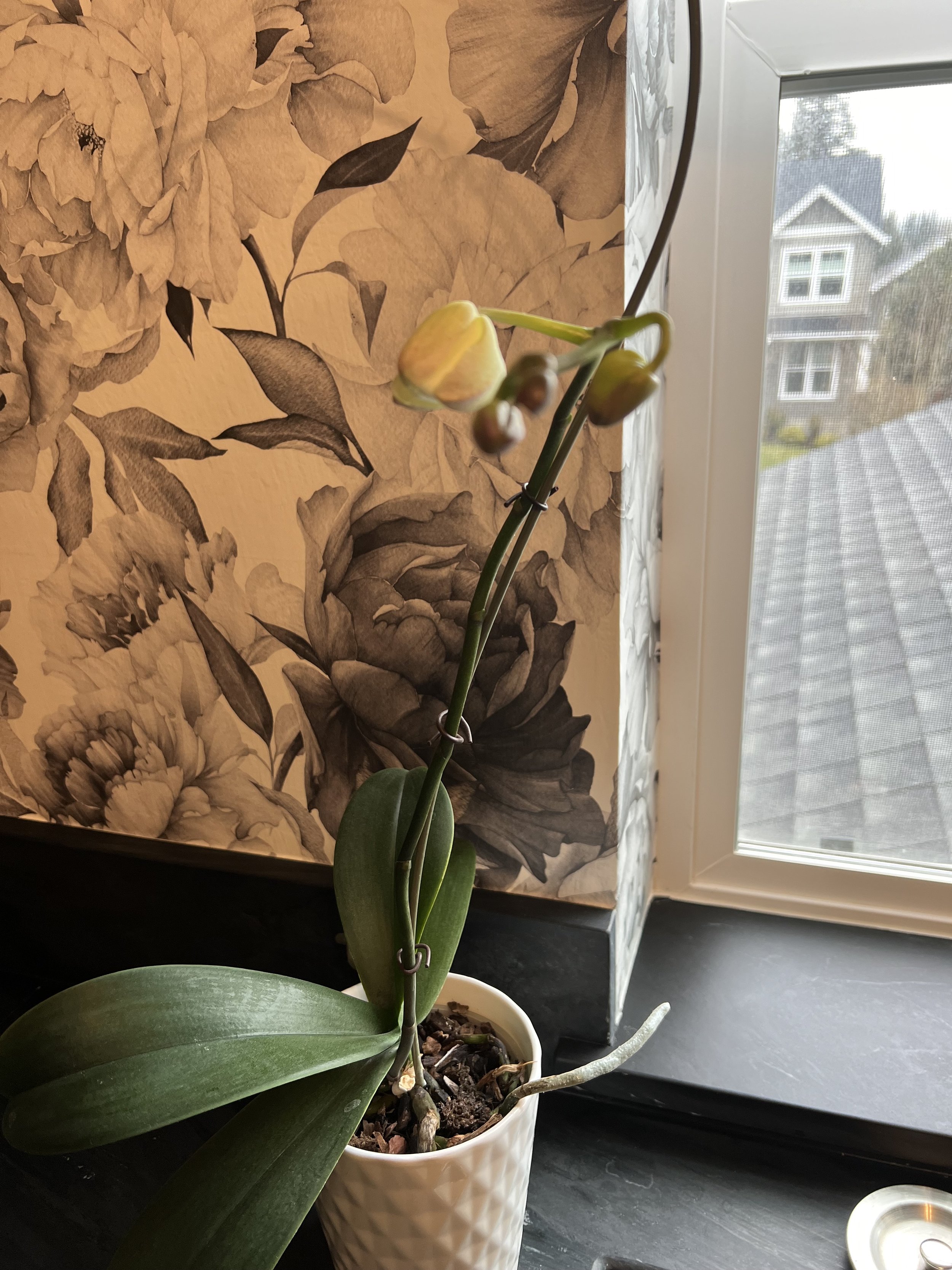 An orchid in a pot on a dark ledge beside a window, with dark floral wallpaper on the wall.