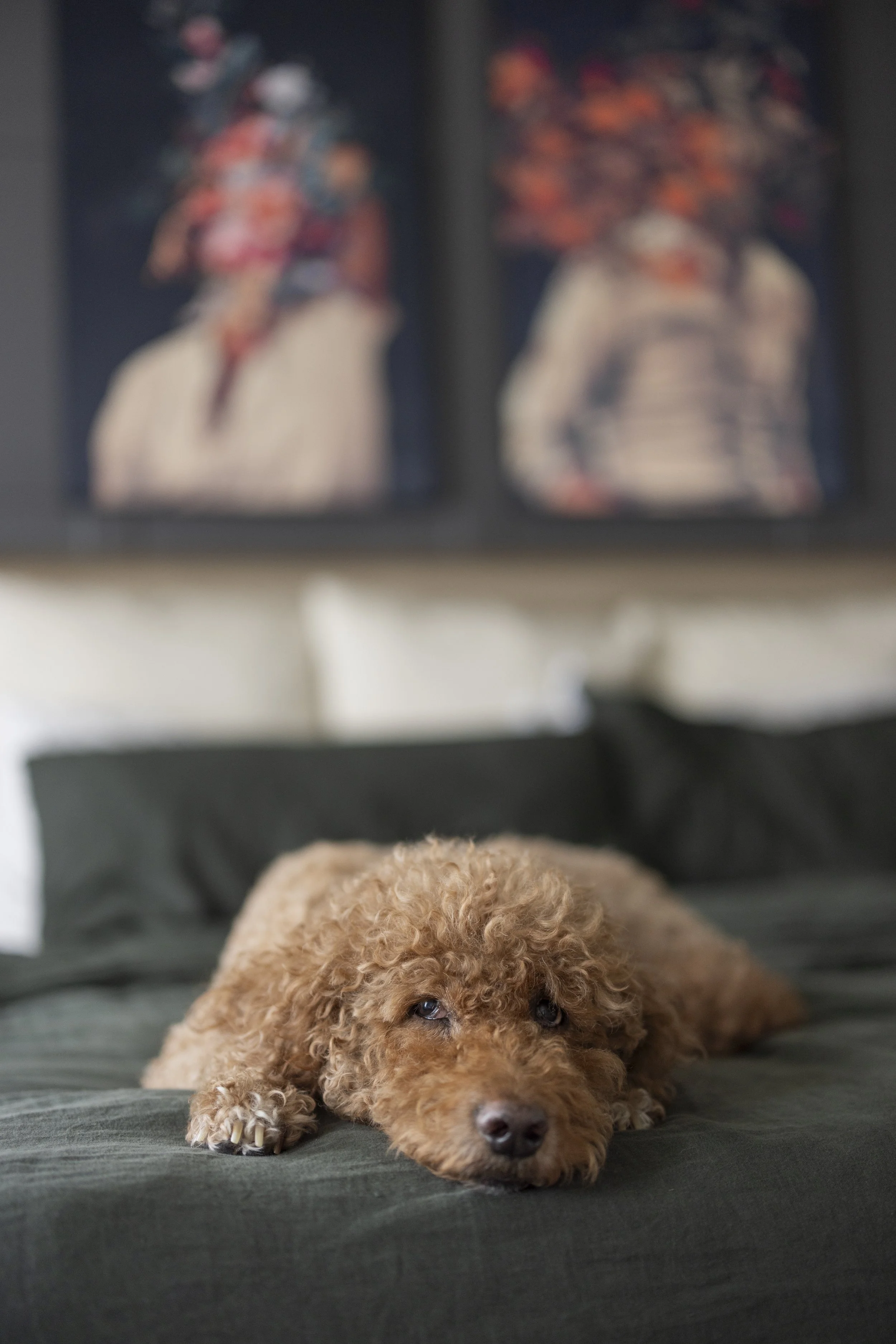 A curly apricot labradoodle resting on a bed with dark green bedding, framed prints on the wall above.