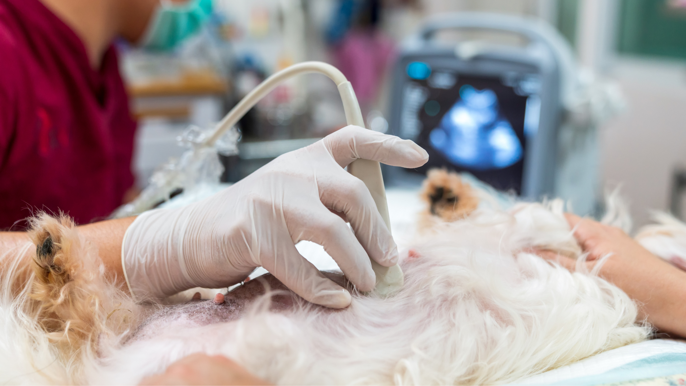 Veterinary ultrasound being performed on a small dog at OVDI in Edmond, Oklahoma