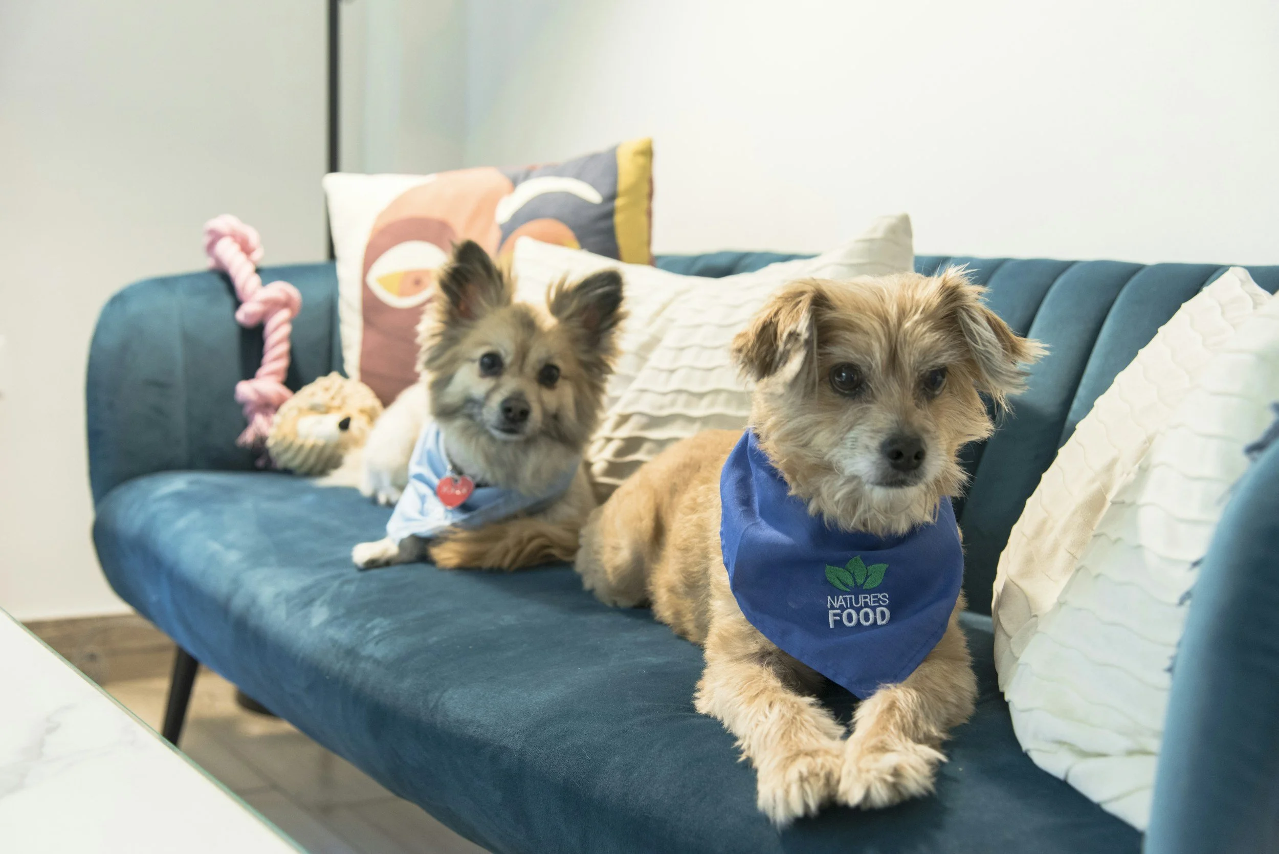 Two dogs at the clinic after diagnostic imaging at OVDI in Oklahoma