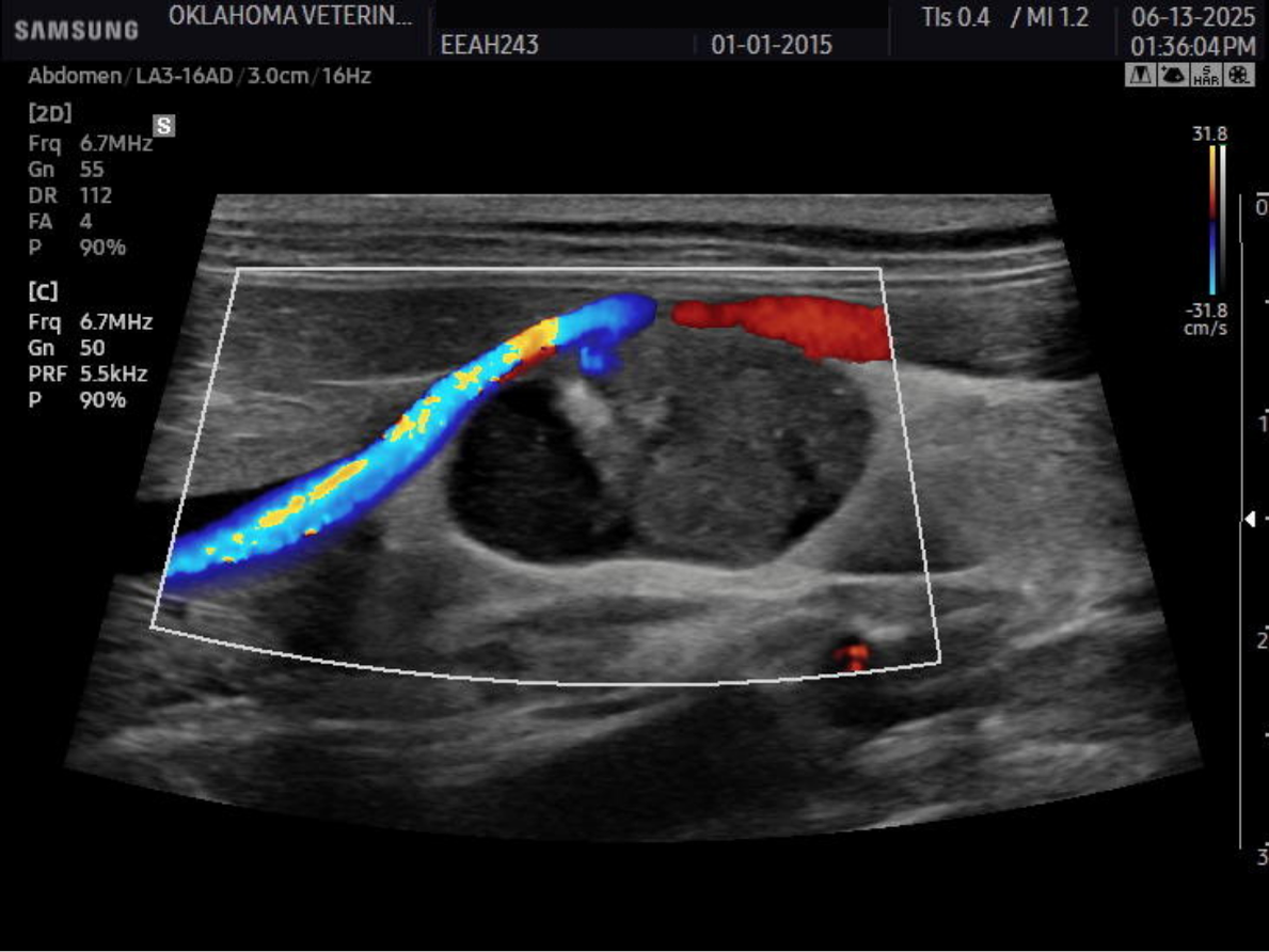 Right adrenal mass in a cat with primary hyperaldosteronism