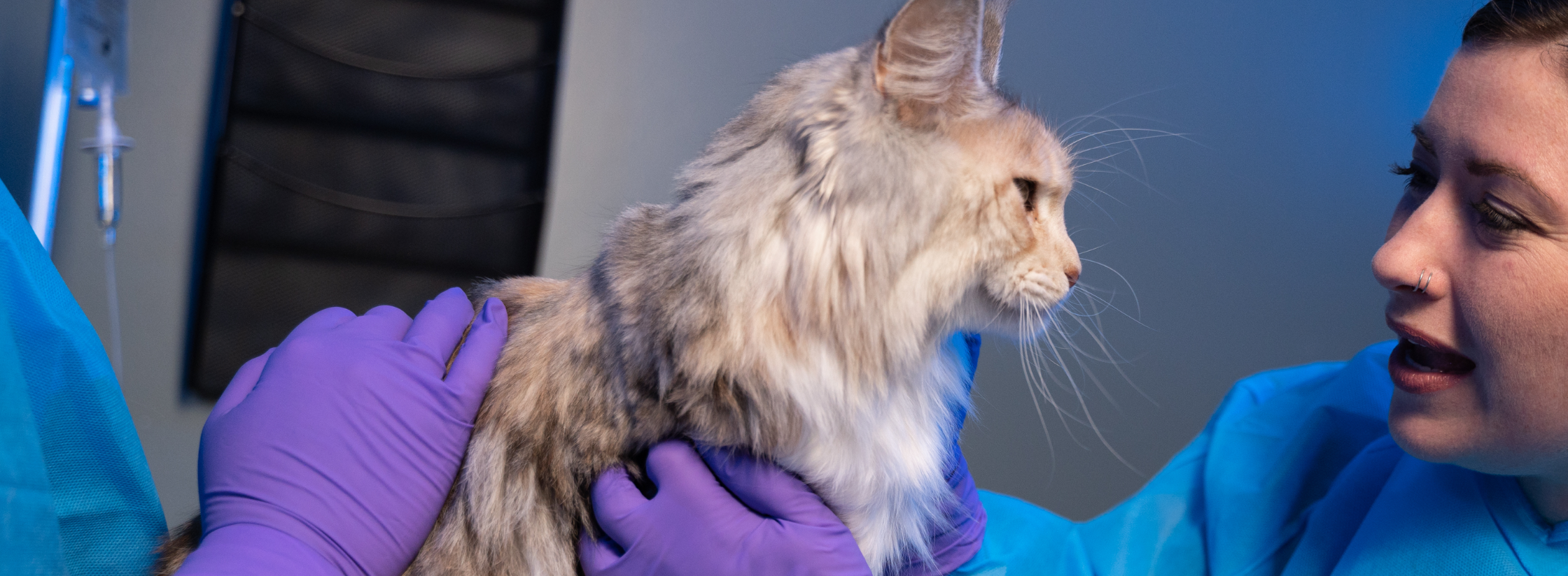 Veterinarian examining a cat before an ultrasound at OVDI in Edmond, Oklahoma