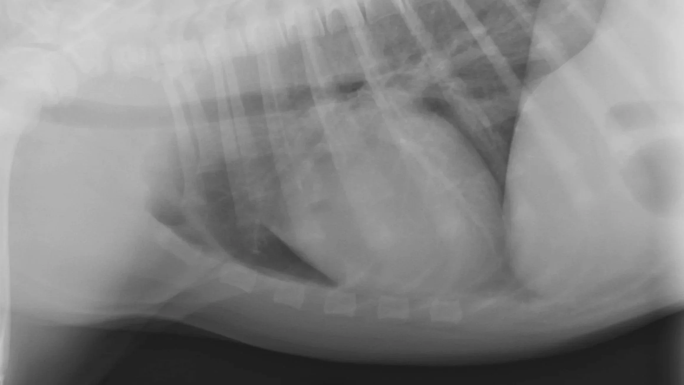 Radiograph of a canine pelvis and hip joint interpreted by a board certified veterinary radiologist