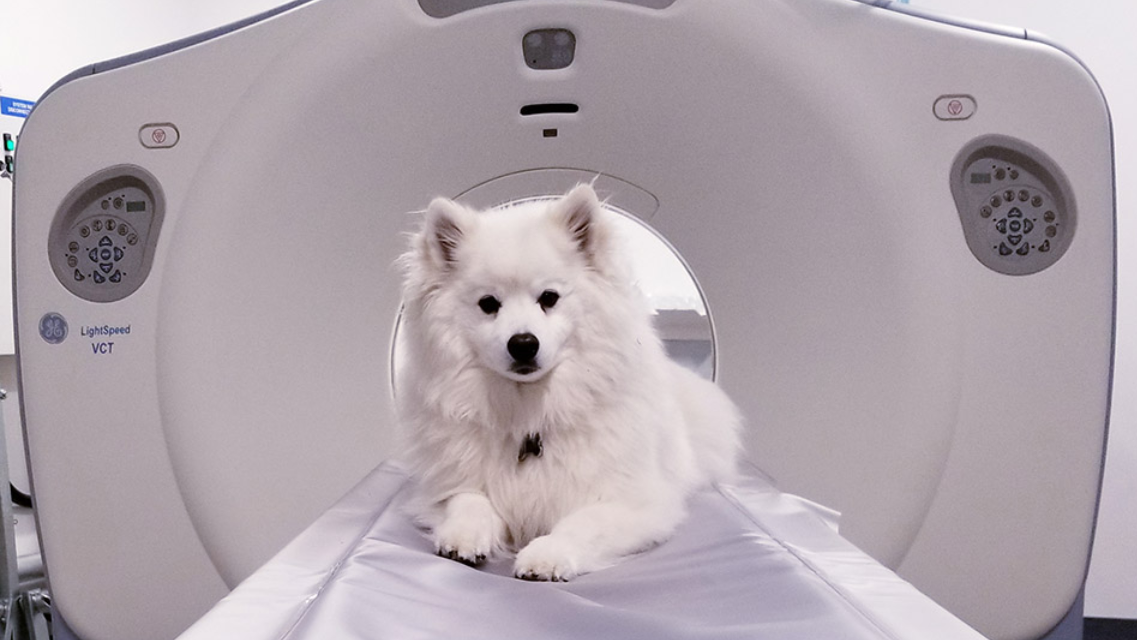 Dog positioned for an MRI scan at a veterinary imaging clinic in Oklahoma