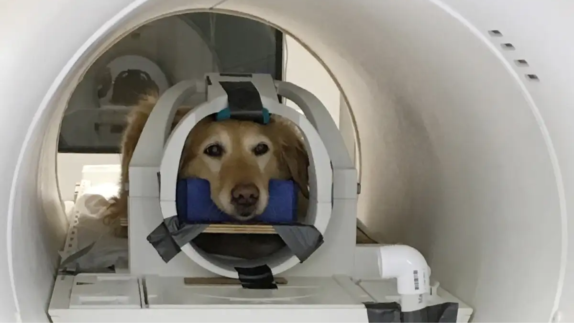 Dog undergoing a CT scan at a veterinary imaging clinic in Oklahoma