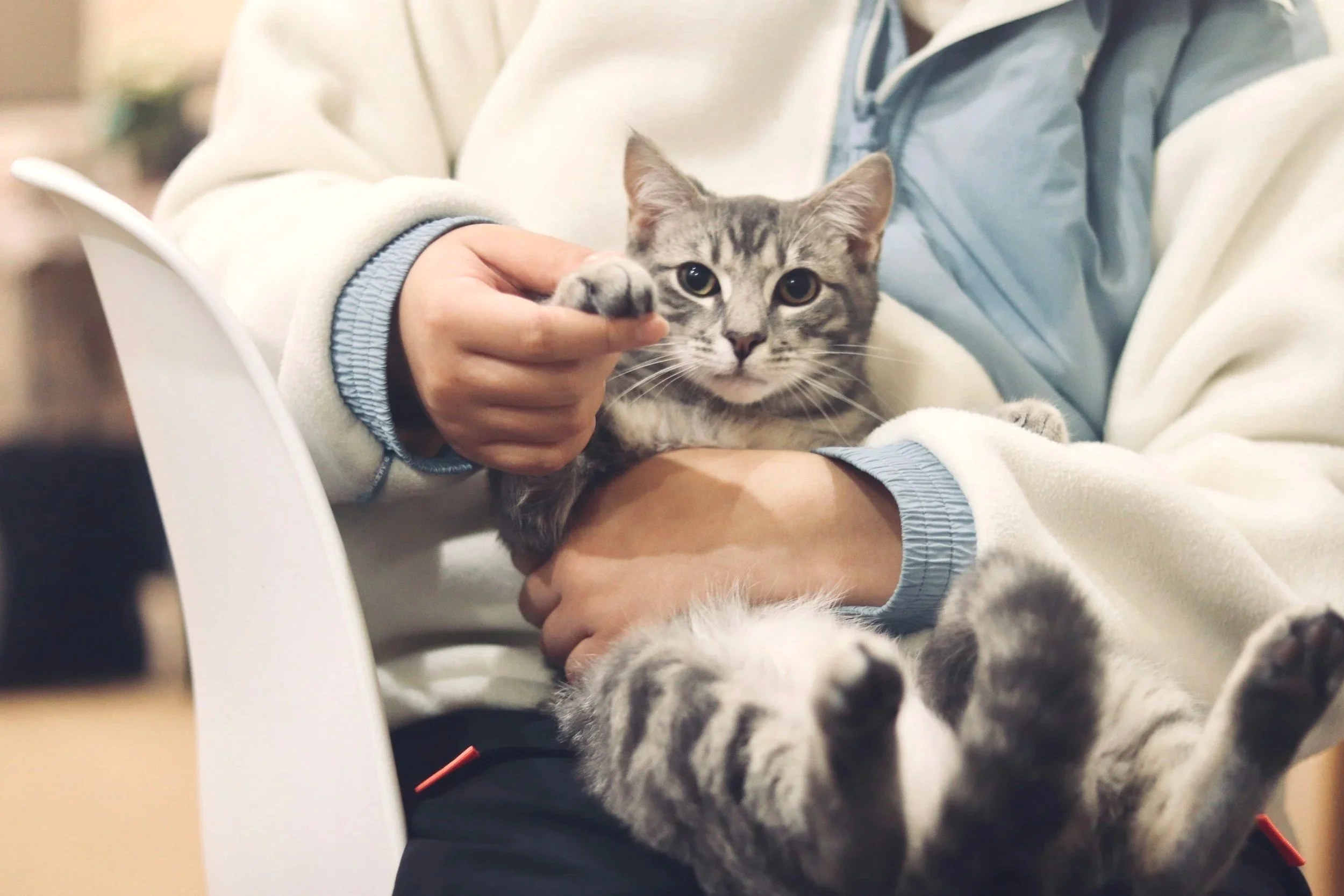 Pet owner holding a cat before a veterinary ultrasound appointment in the Oklahoma City metro