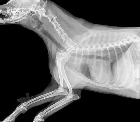 Full body radiograph of a dog showing skull, spine, ribs, and limbs, interpreted by a board certified veterinary radiologist in Oklahoma