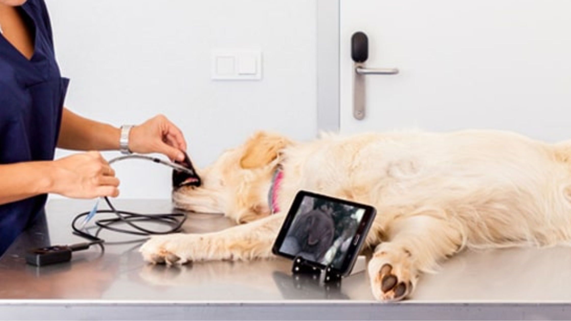 Golden retriever receiving an abdominal ultrasound from a veterinary radiologist in Edmond, Oklahoma