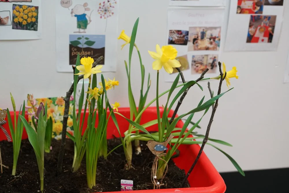 Yellow daffodil flowers blooming in a red indoor plant container with green leaves and sticks, with a background of a white wall decorated with children's drawings and photos.