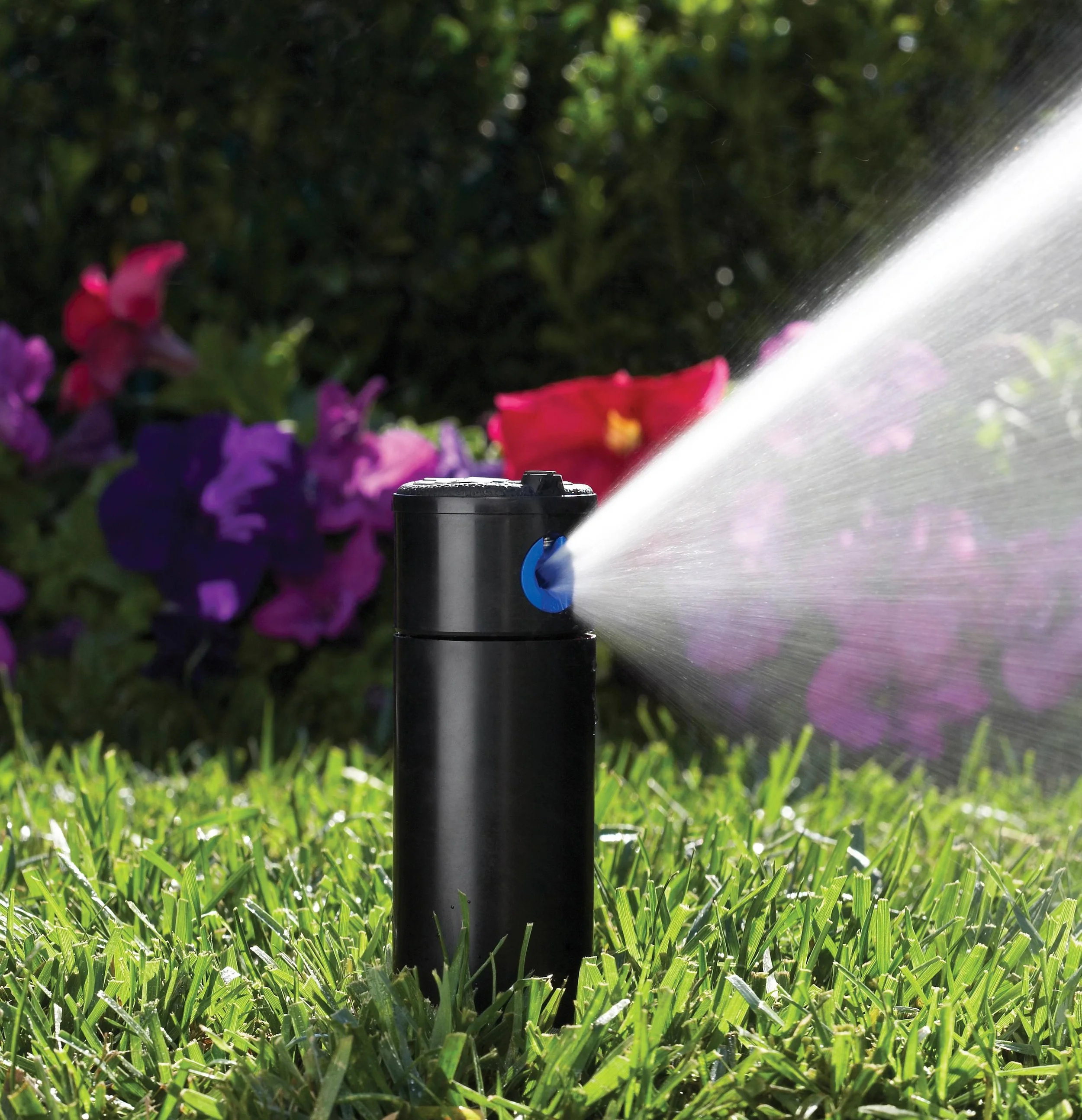 Spring start up sprinkler watering green lawn in Toronto ontario.