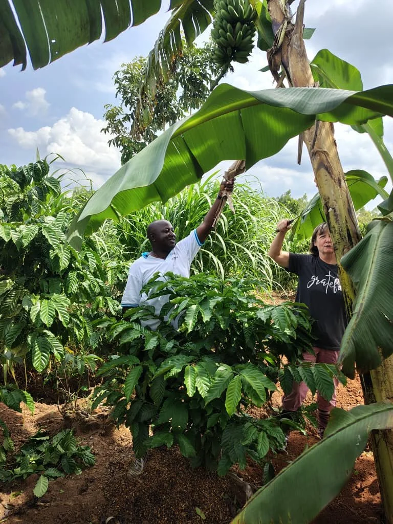 Two people harvesting bananas from a banana tree in a lush green farm, with bananas hanging above them.